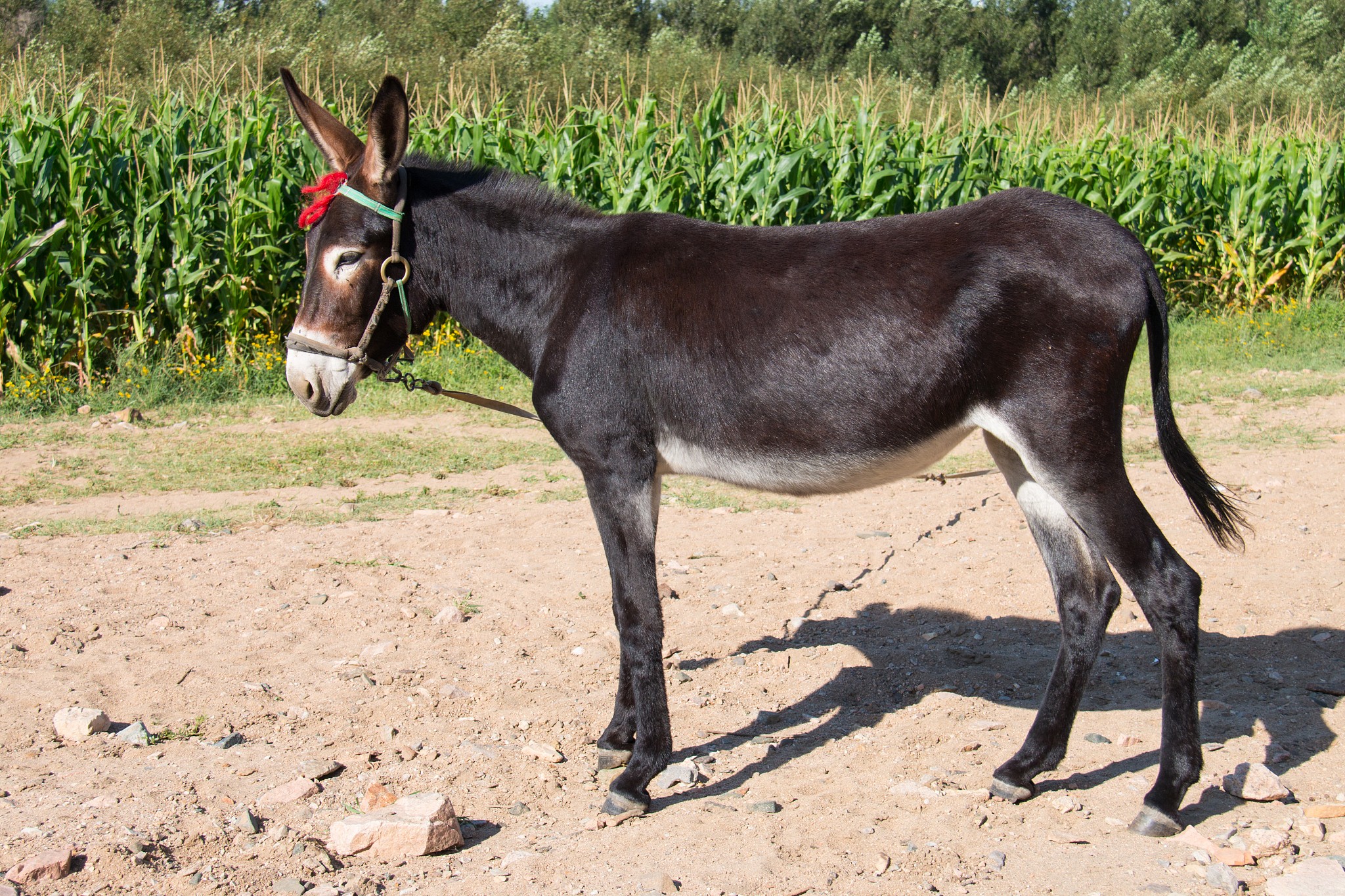 donkey