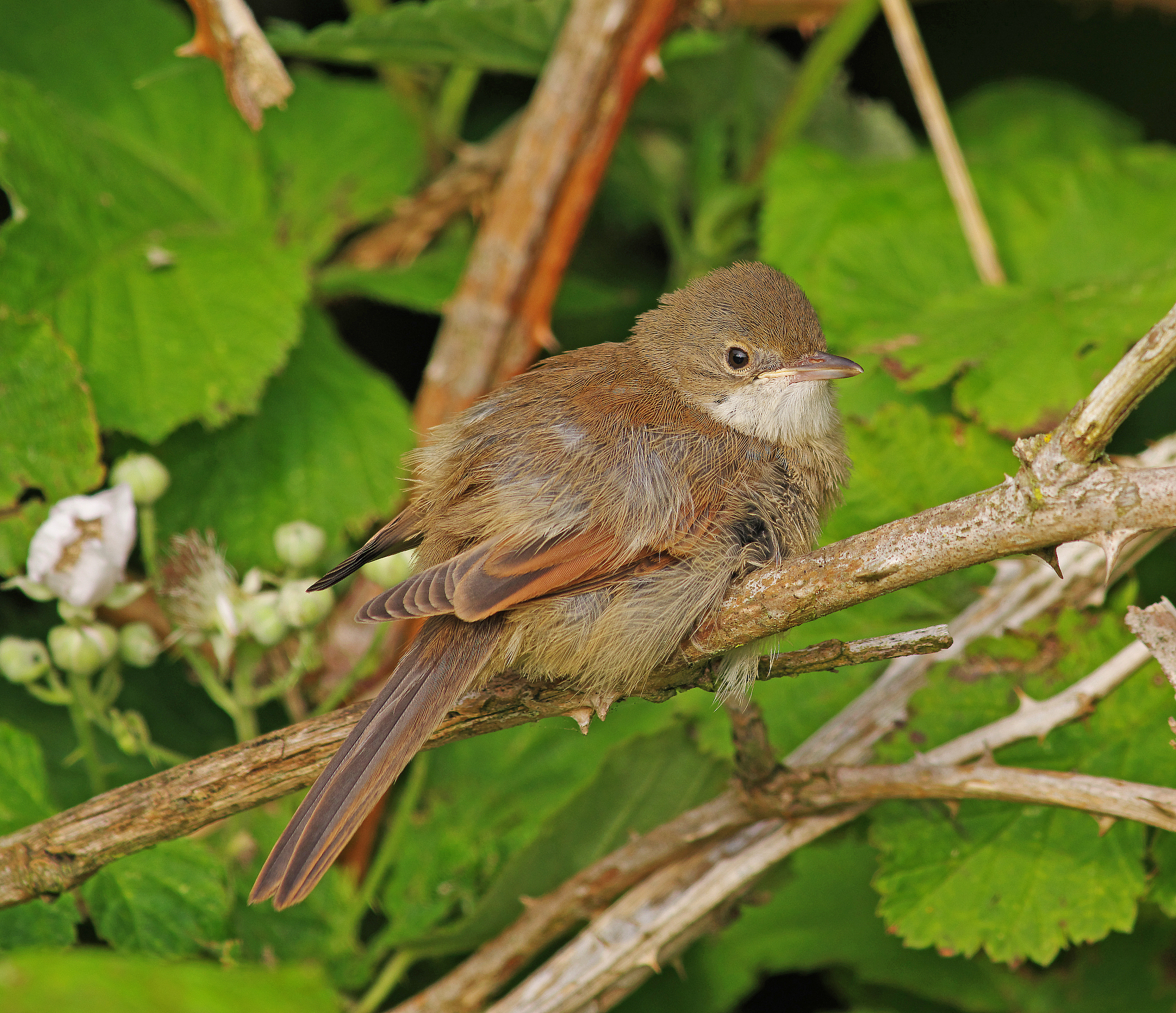 兽3+在那都飞不起来怎么回事