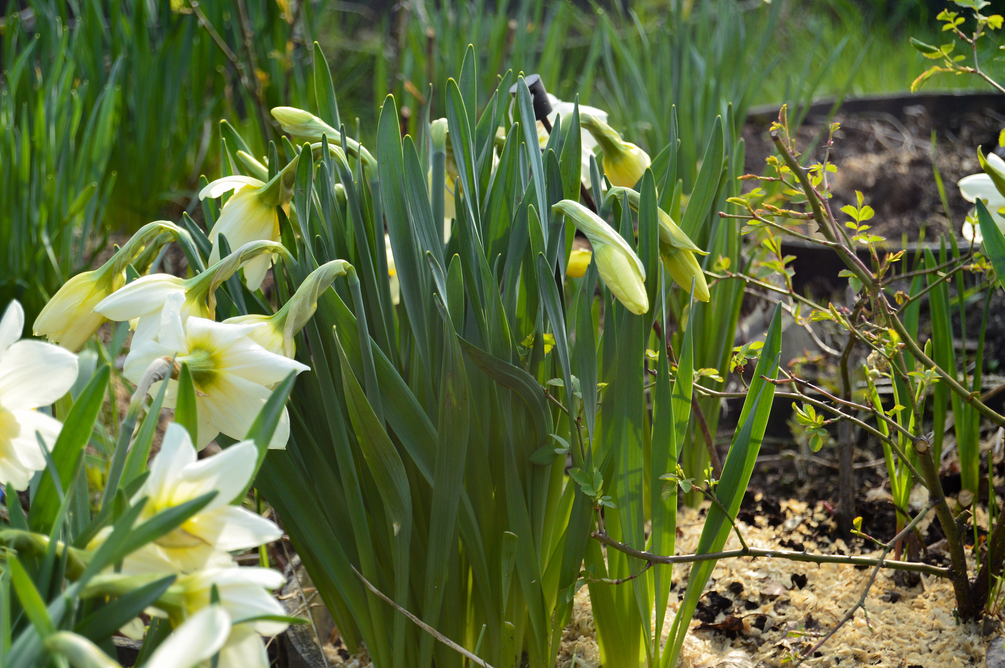 white yellow daffodils flower bloom in the garden. spring first 