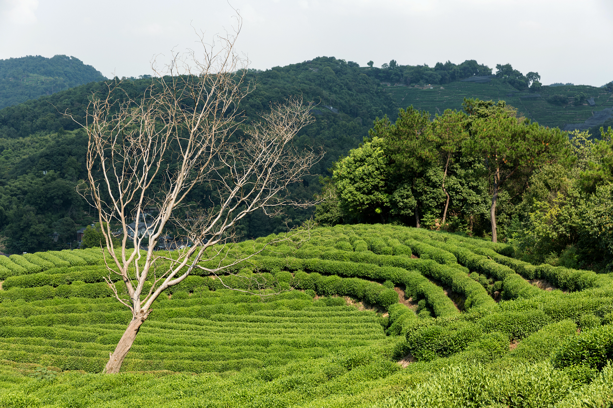 广西百色农业学校2023年招生条件：培养未来农业人才