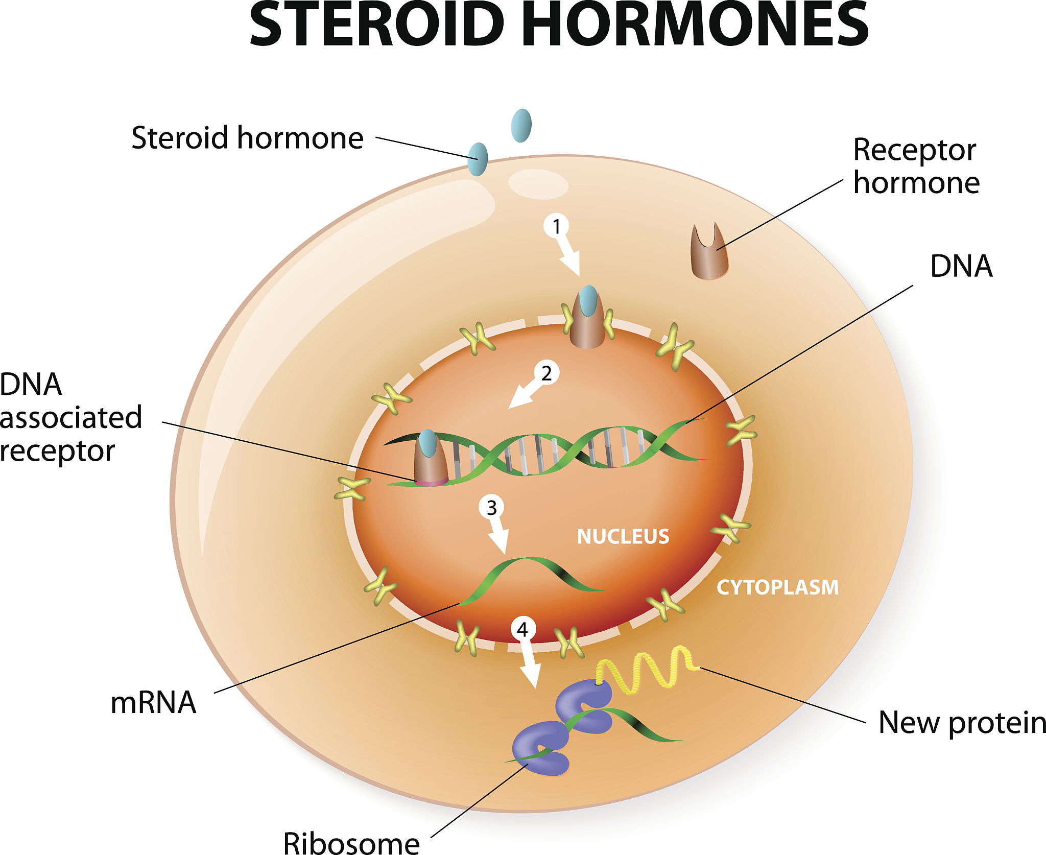 高中生物必修2 DNA 大单元教学策略研究