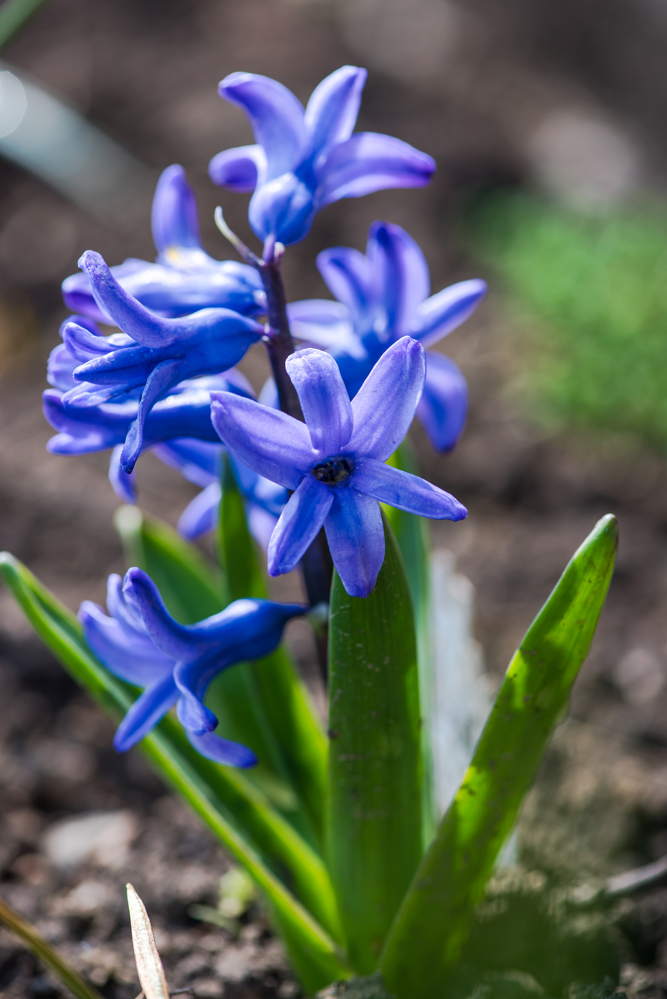 beautiful flowers