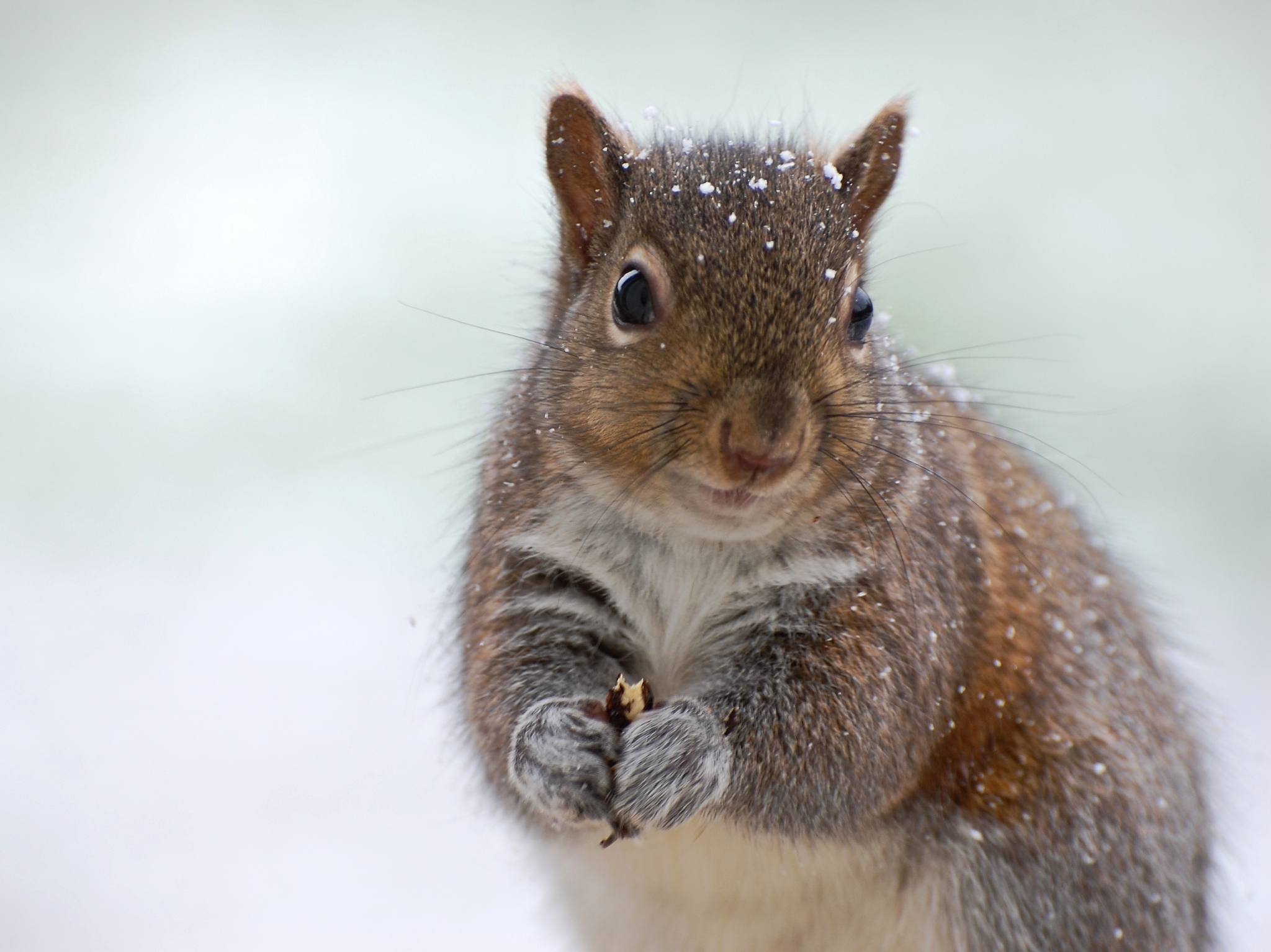 文献综述三只松鼠公司的发展现状和仓库管理情况