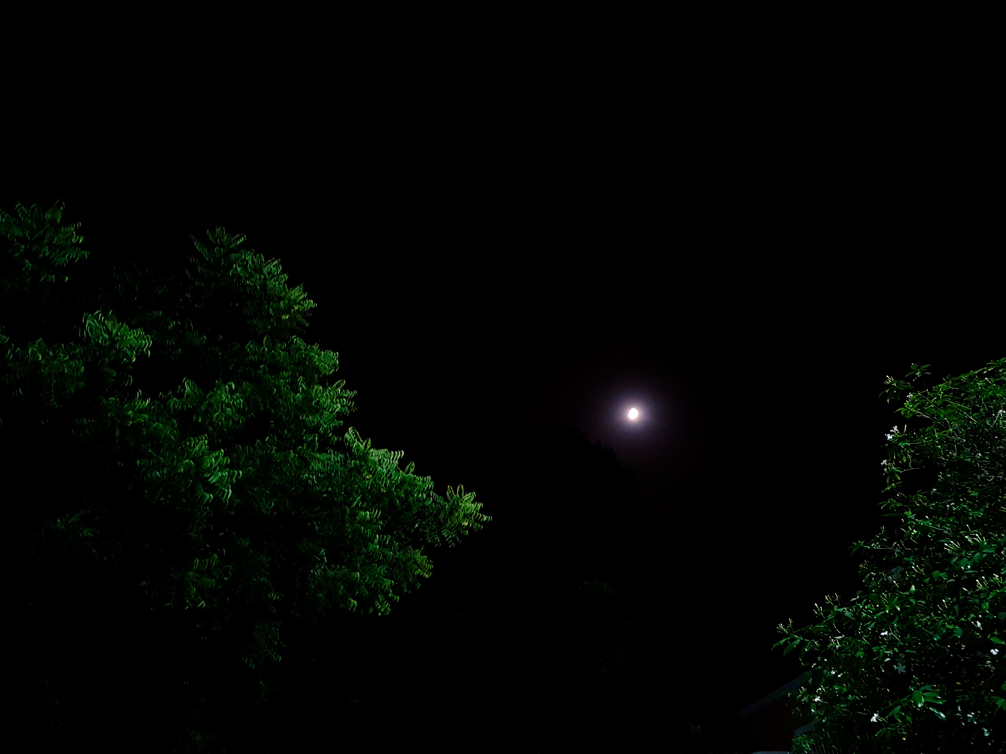 low angle view of trees against sky
