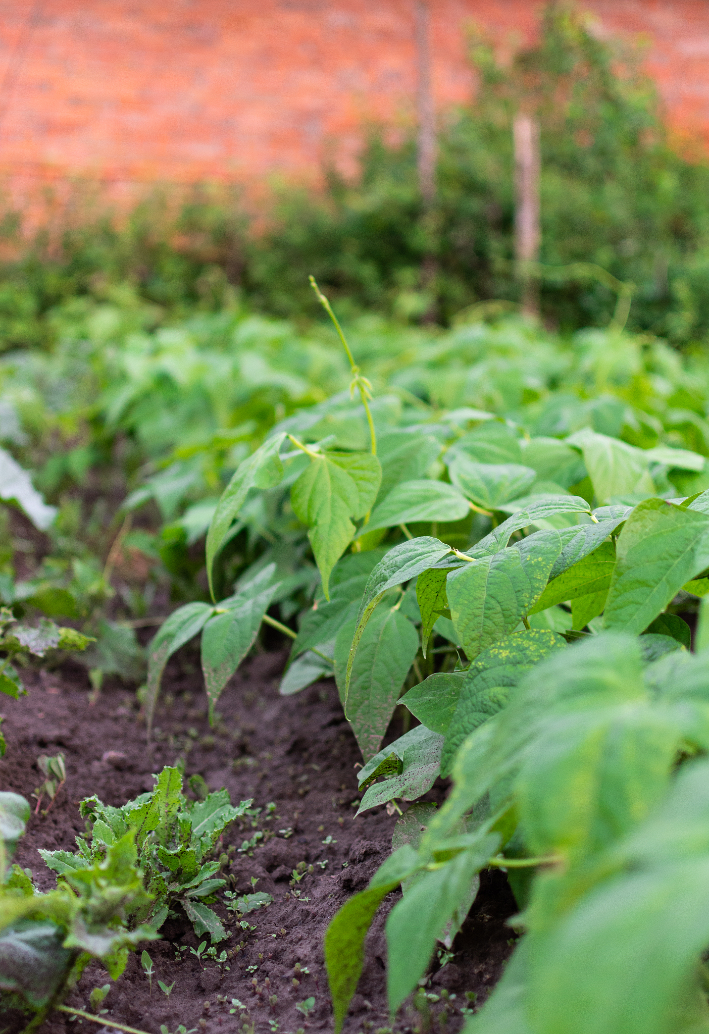 garden beds of beans