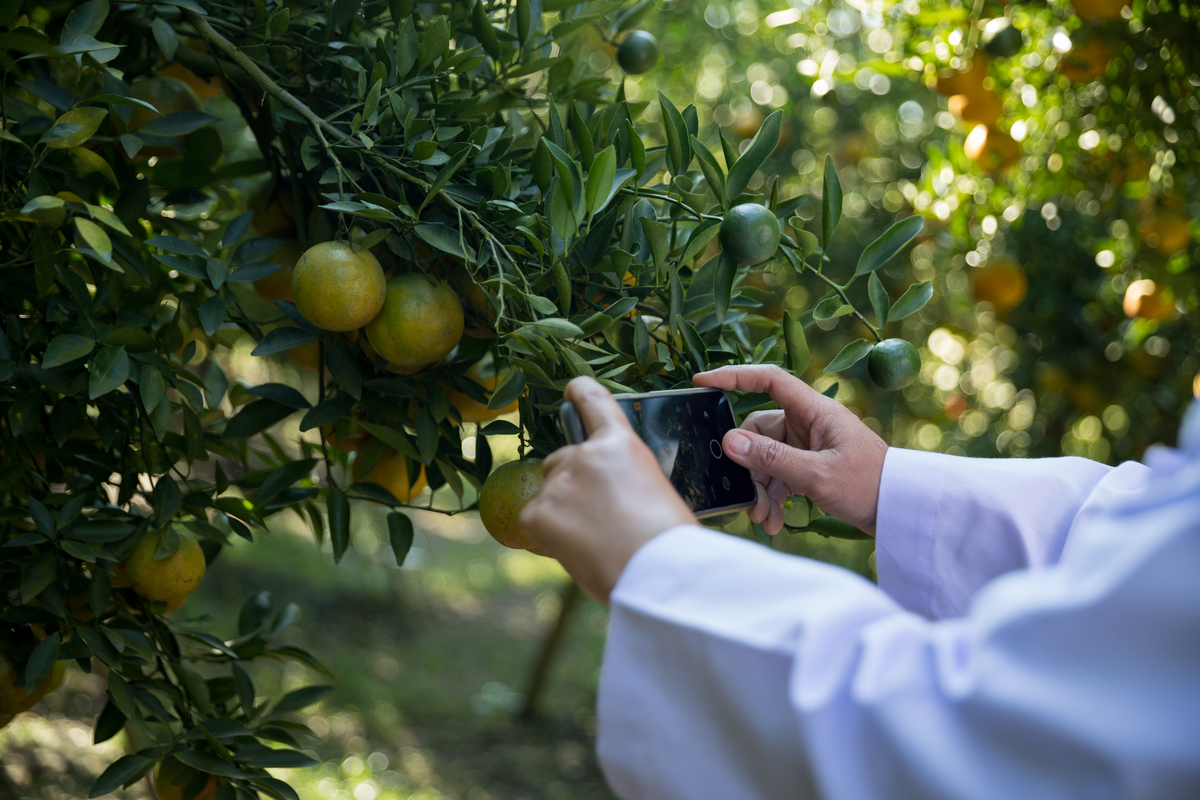 仔细讲一下云南省柑橘的加工环节优势帮我用180字详细描述