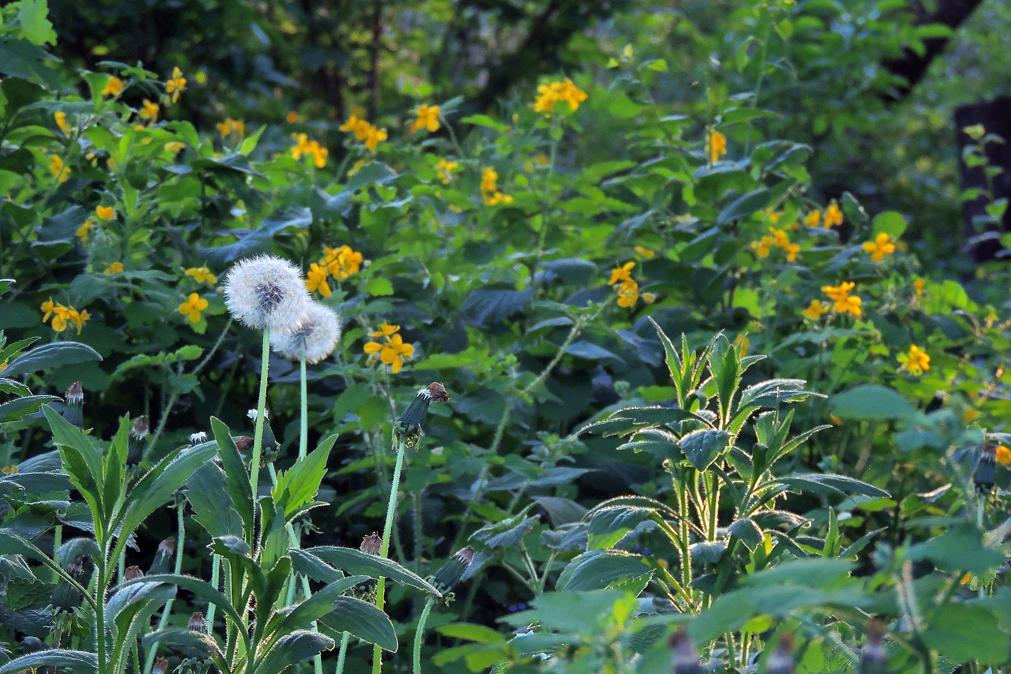 celandine. flowers celandine