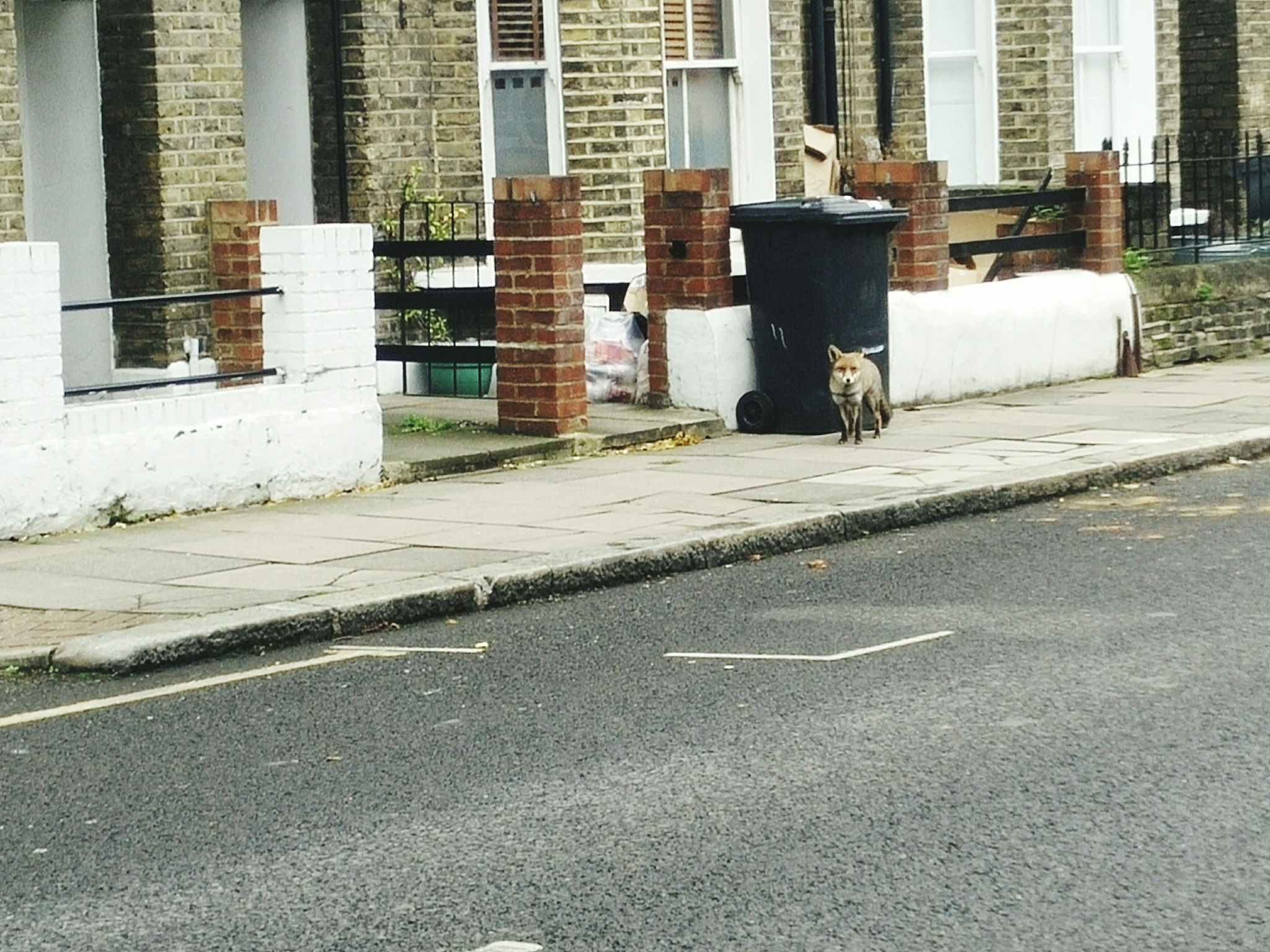 狐狸为什么站不起来？有趣的脑筋急转弯！