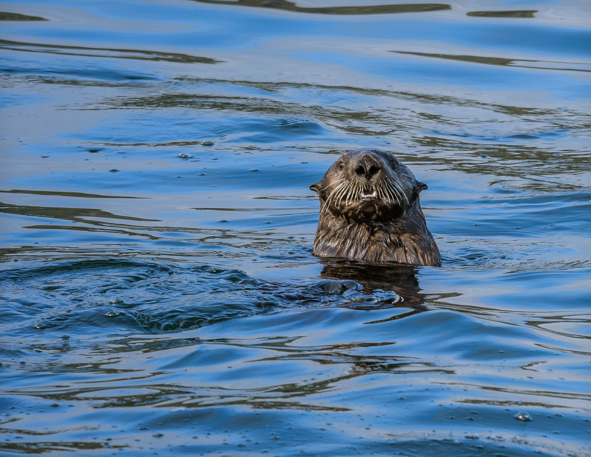 sea otter poking his head through the cold alaska waters
