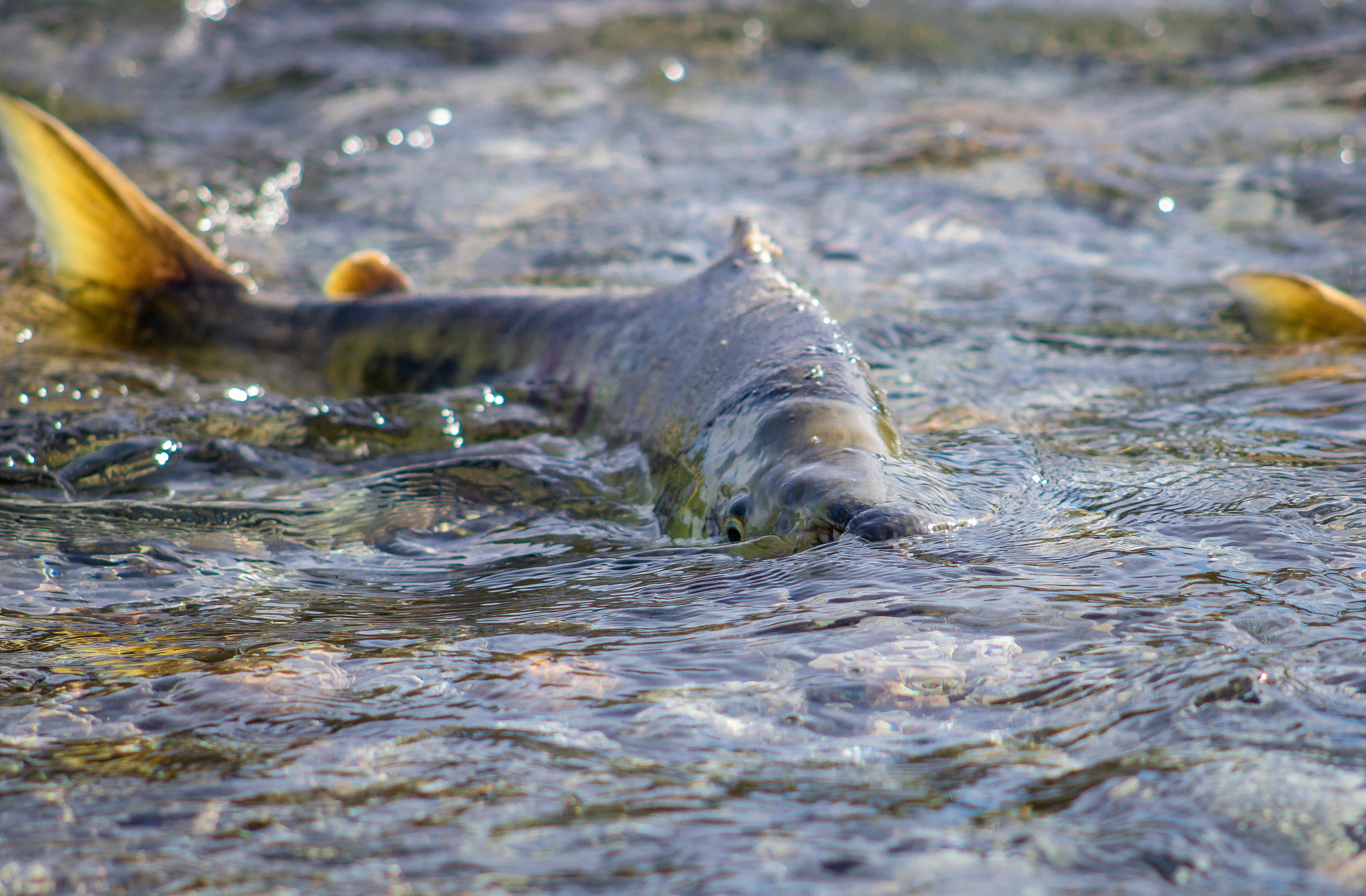 鲑鱼洄游：生长发育的关键环节