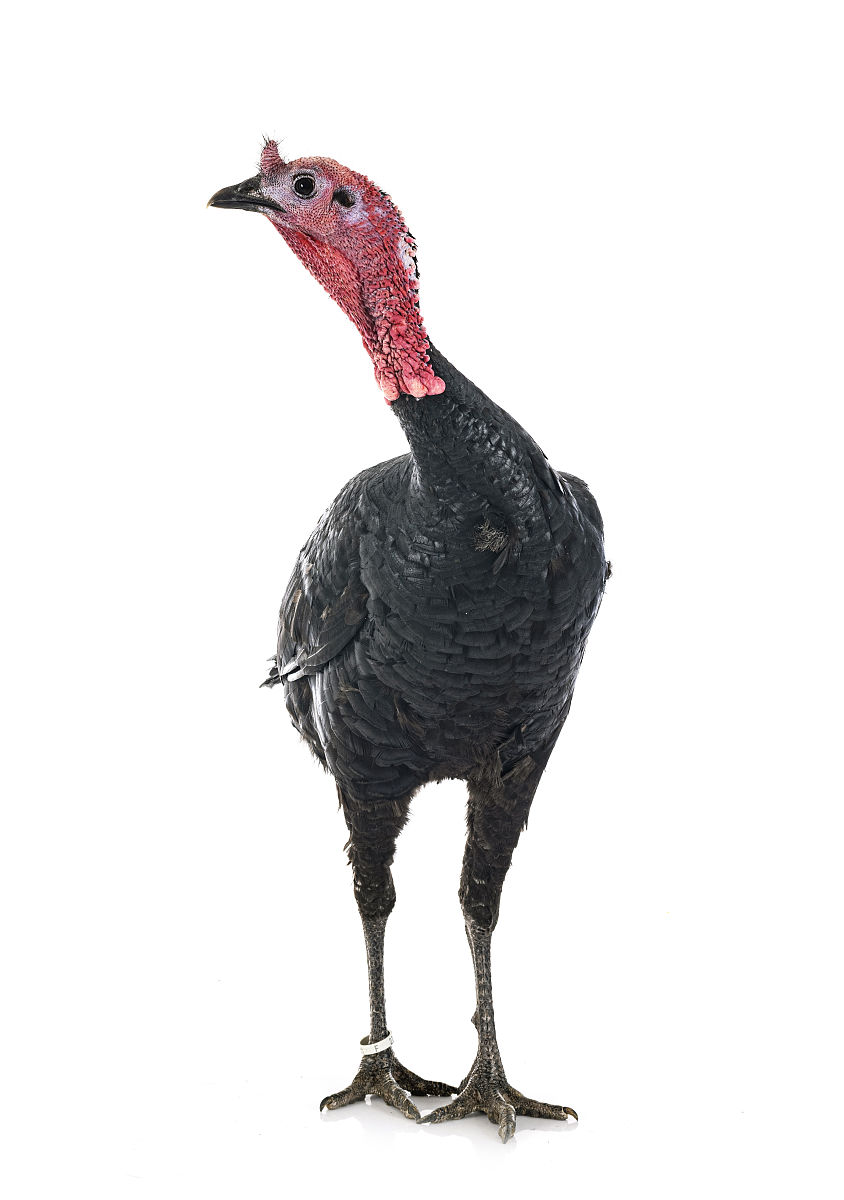 索隆的黑绳：隐藏的秘密与无尽的力量