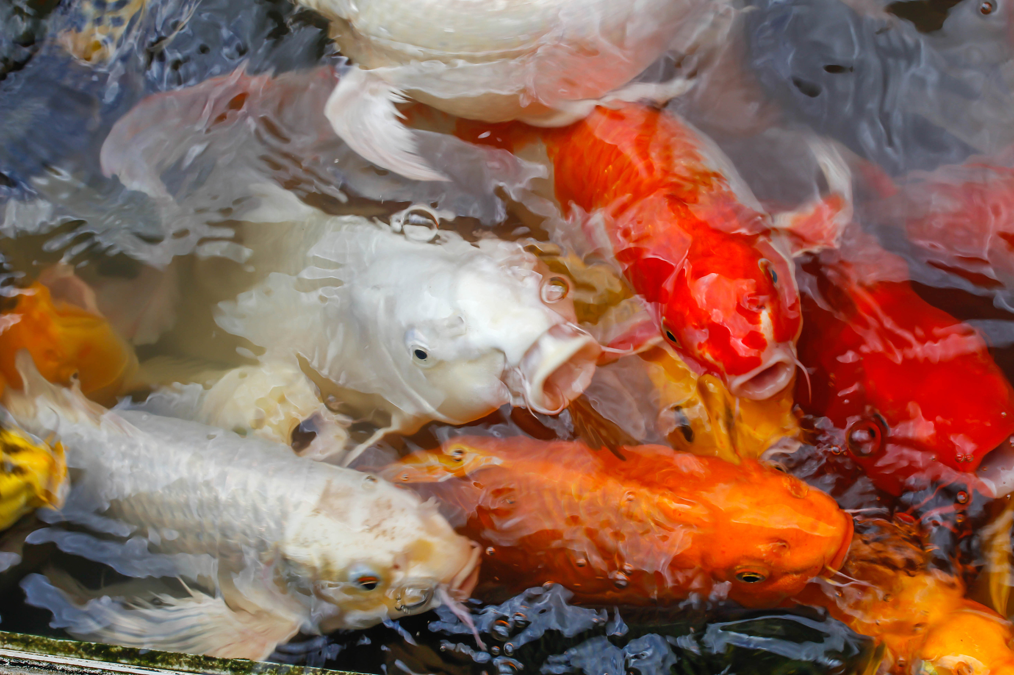 韩国锦鲤养殖场爆发KHV病毒感染：病理学和分子诊断结果