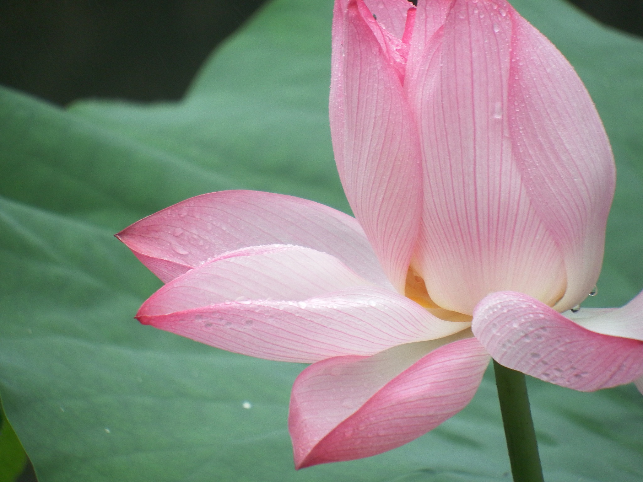 爱莲说濯的意思 - 白居易诗歌赏析