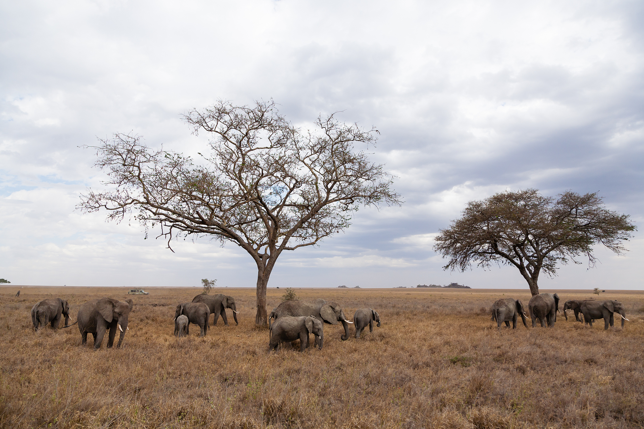 herd of elephants from serengeti national park, tanzania, africa