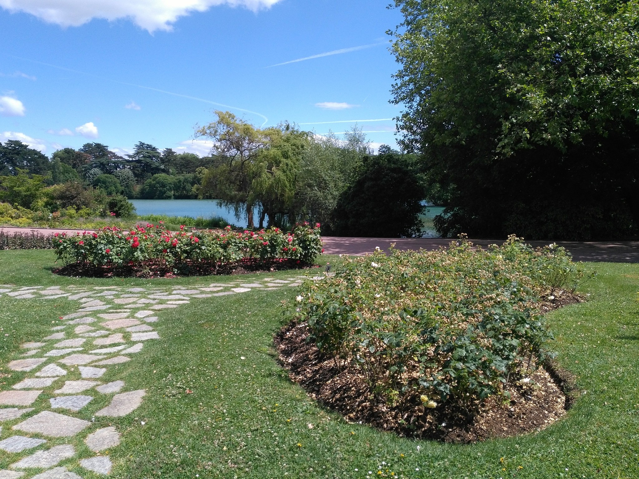 lyon - roseraie du parc de la tête d'or