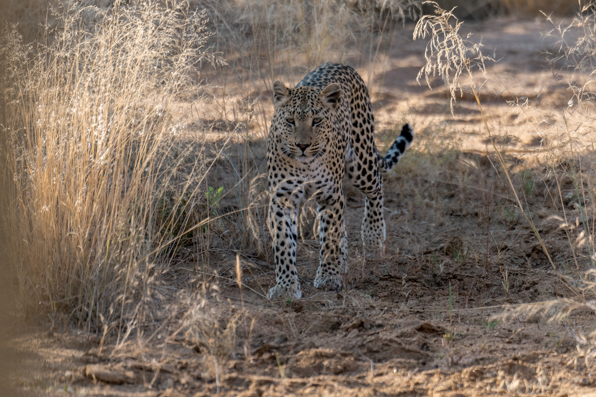 豹子描写：威猛、美丽、充满野性