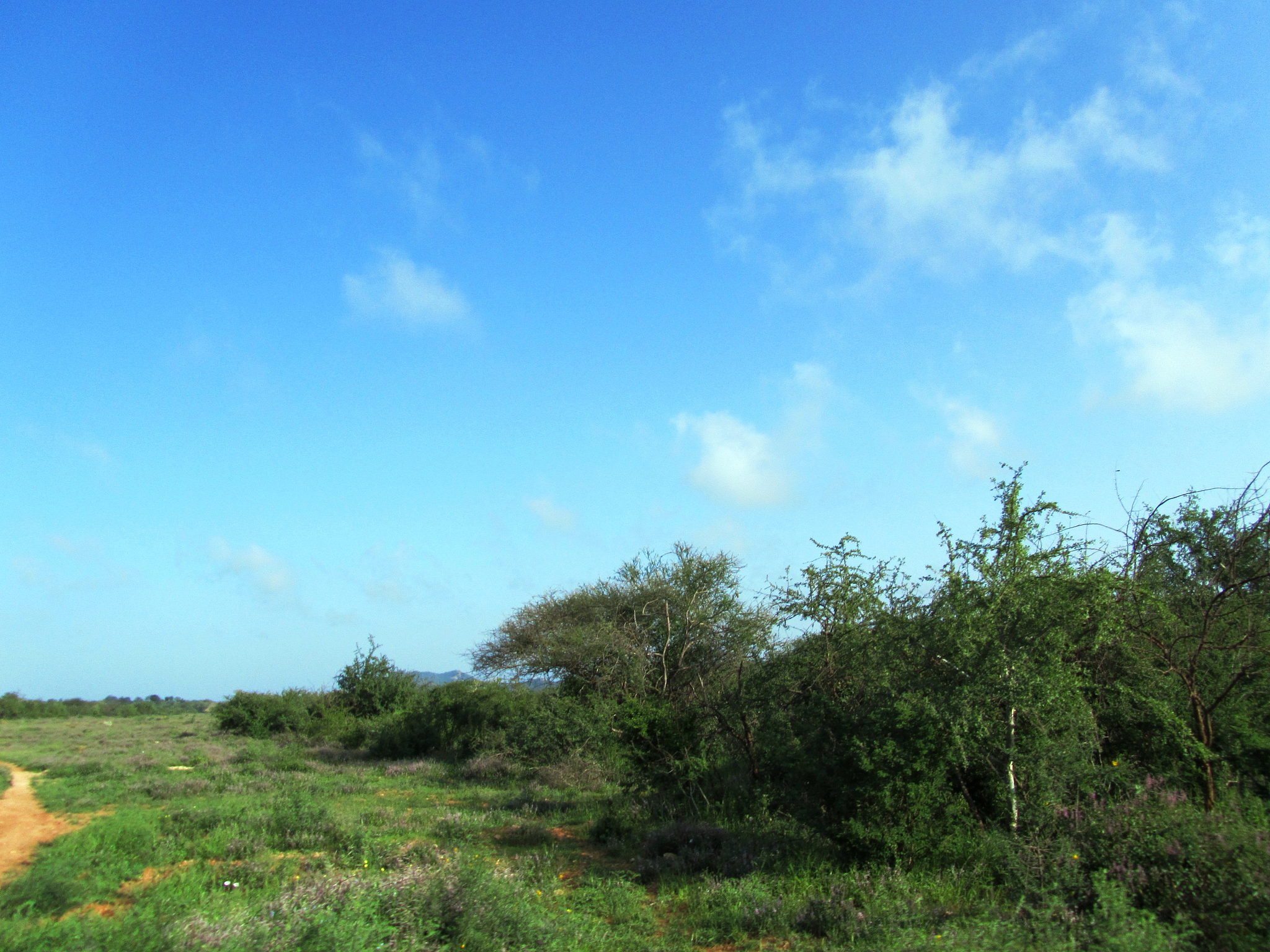 safari in the beautiful tsavo east kenya africa