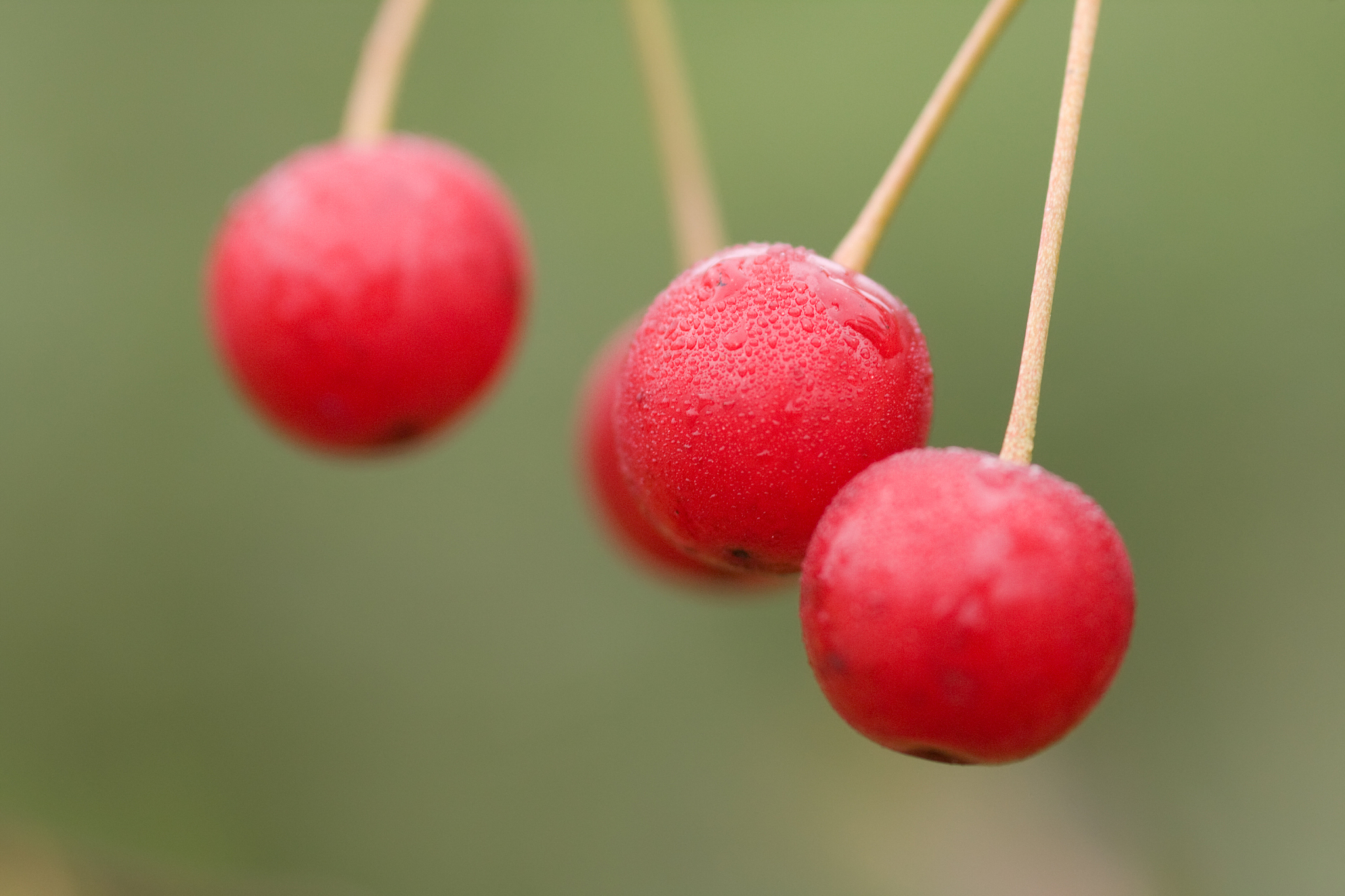 cherry berries