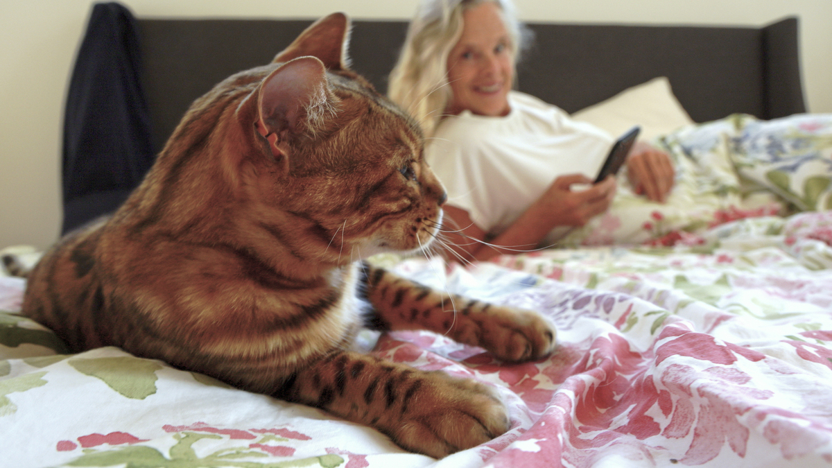 Uncle Cat: The Superstar of the Cat World - Meet the Lazy, Stylish, and Lucky Cat from Japan