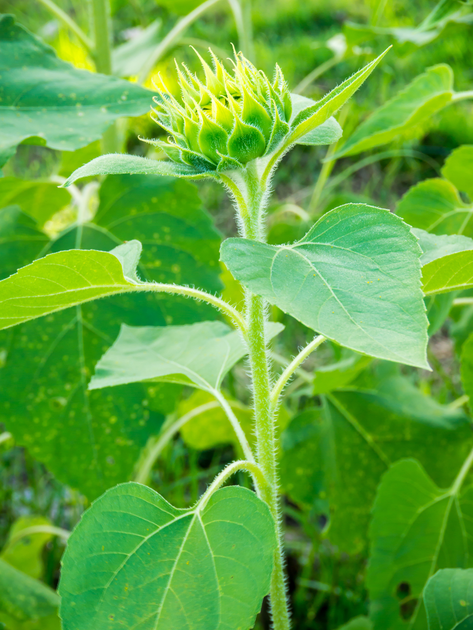 sunflower bud. young or baby sunflower.