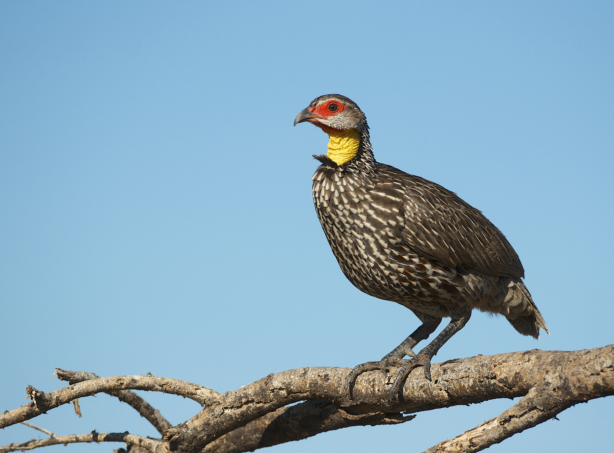 禽衣原体 (Chlamydia avium) 的中文名称