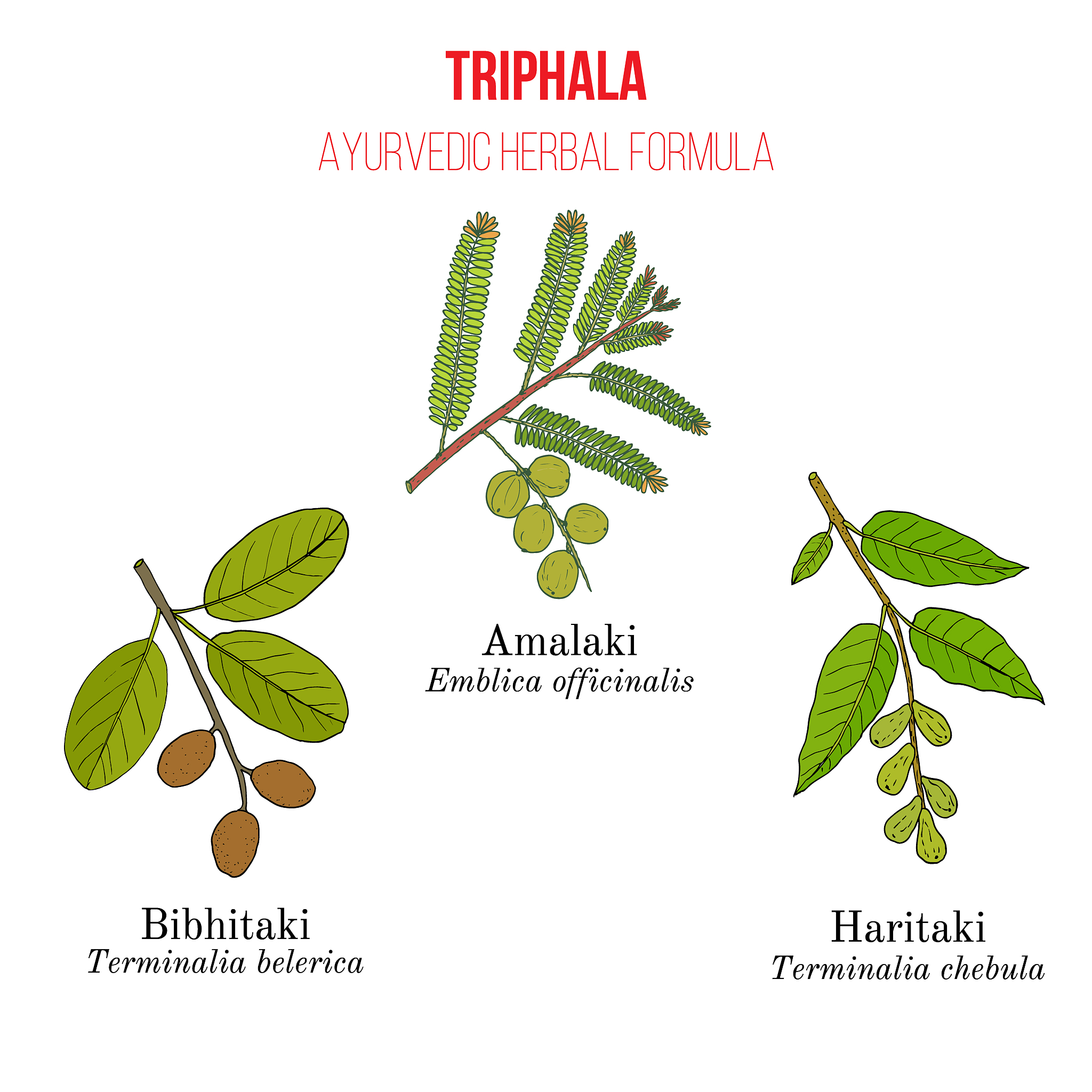 FITOTERAPIA 期刊投稿指南：从主题到伦理审查，全面解析