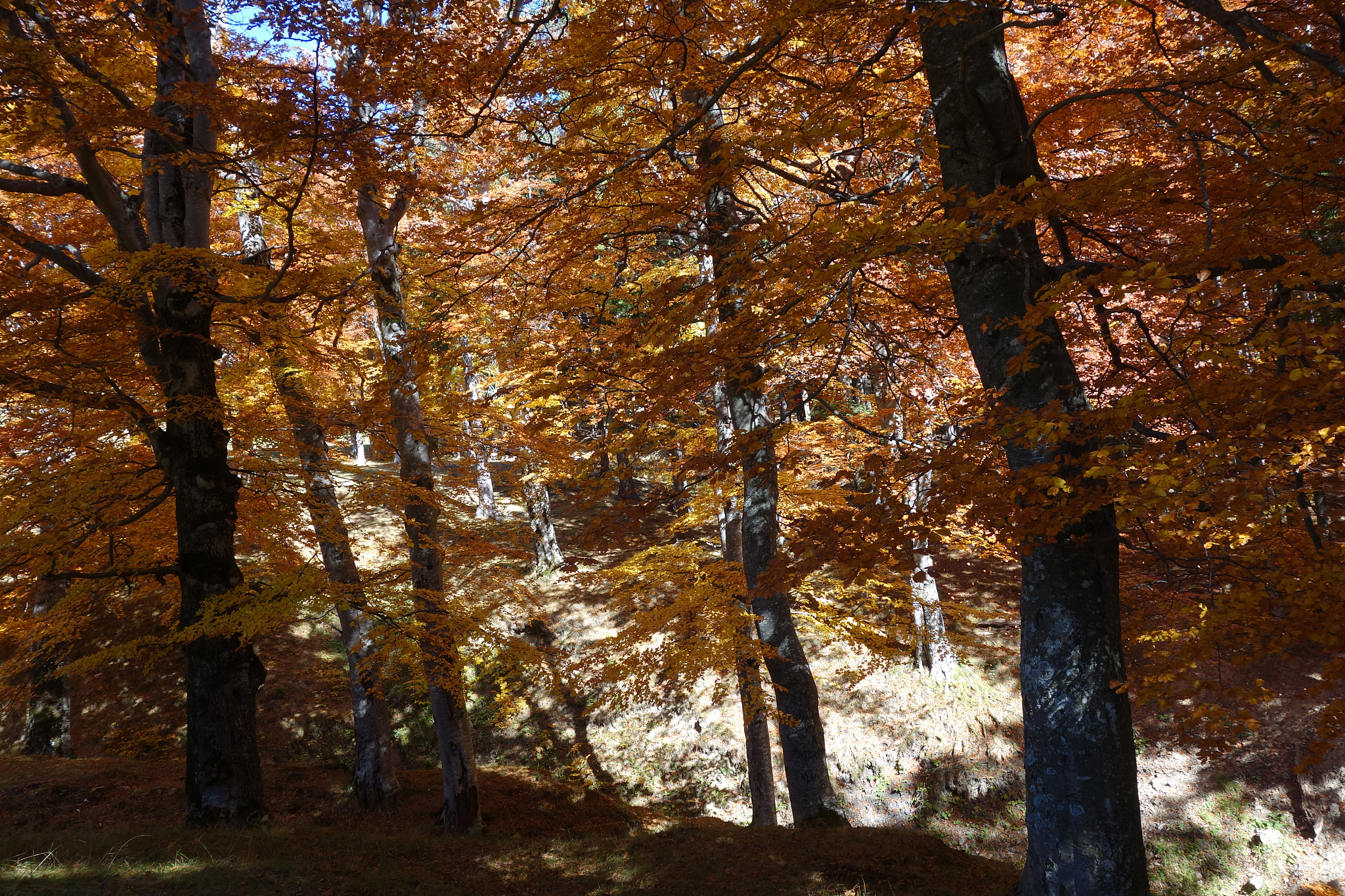 日本ci发展初期代表性企业