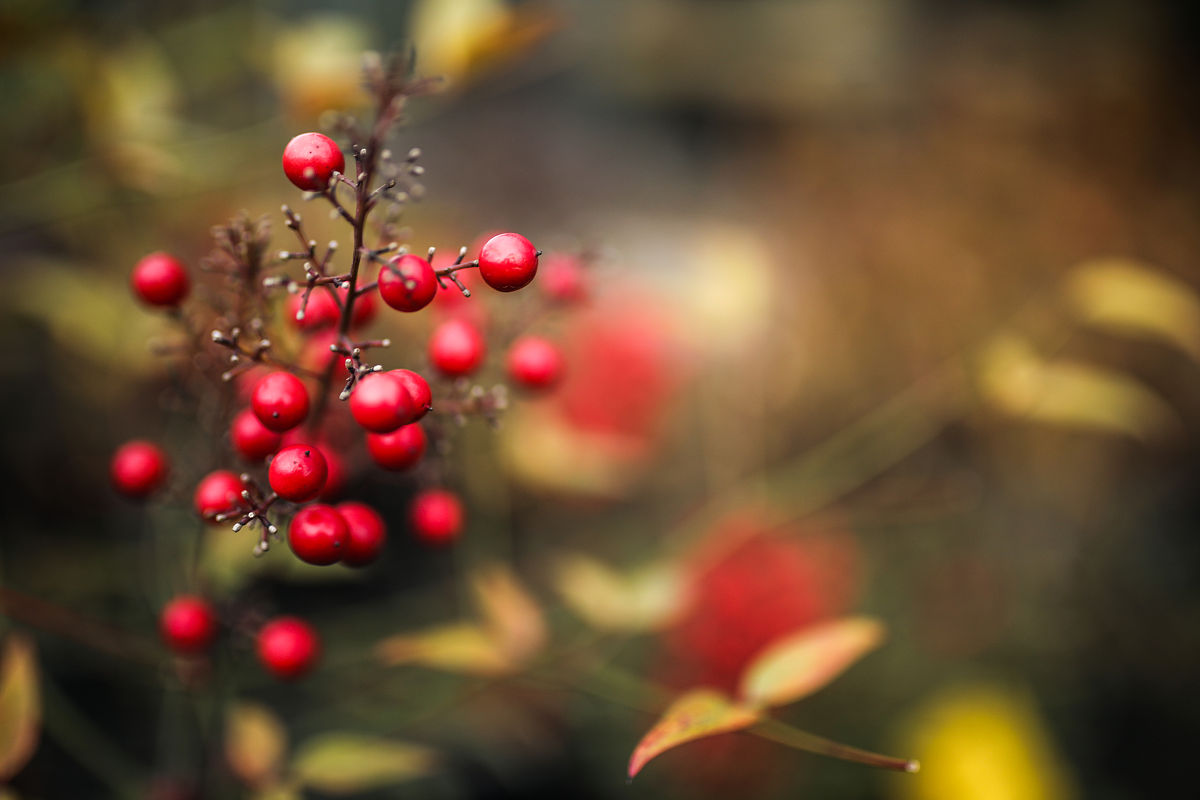 写一篇关于山楂得诗要求不能出现山楂