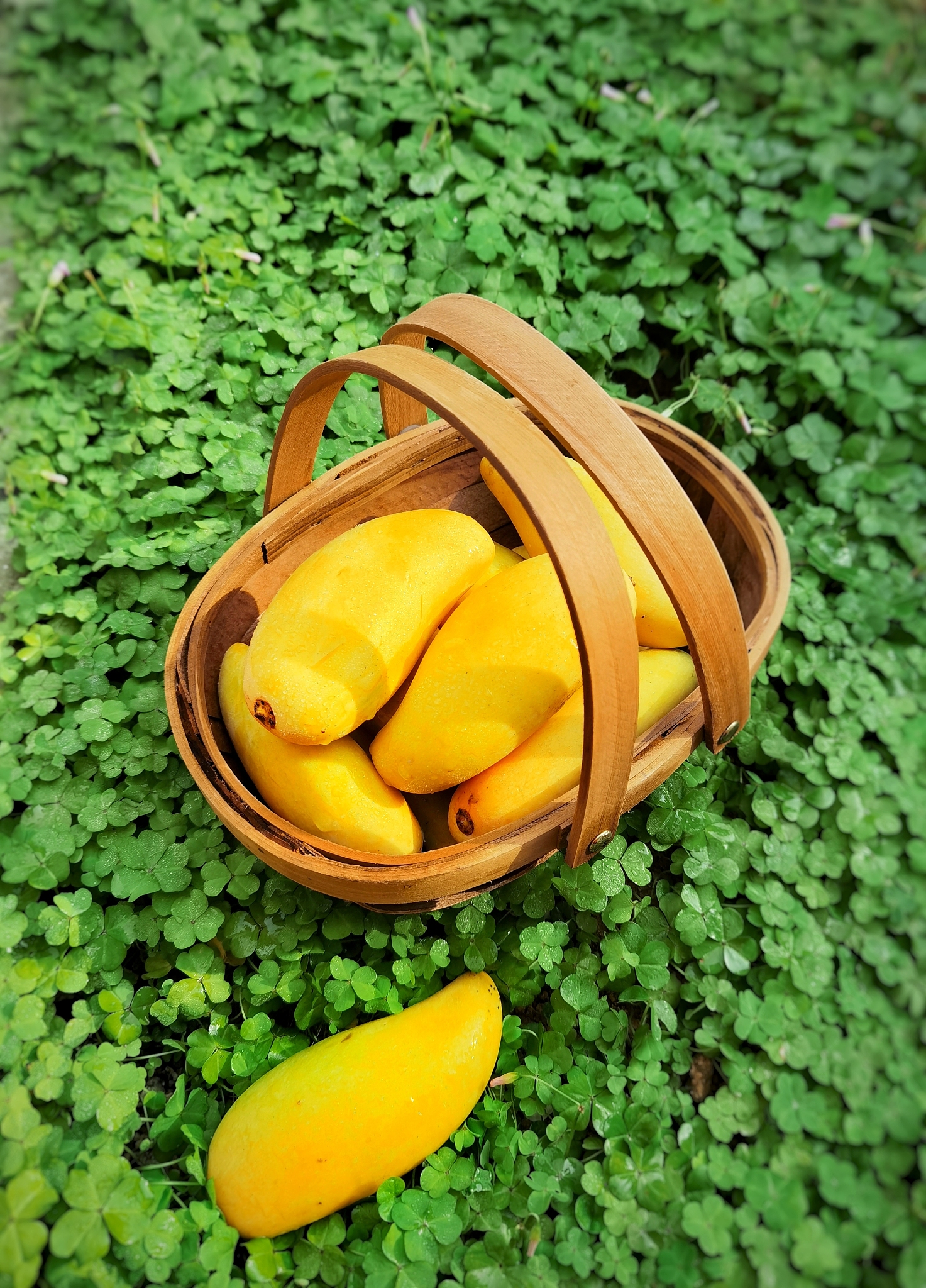 芒果籽怎么个吃法