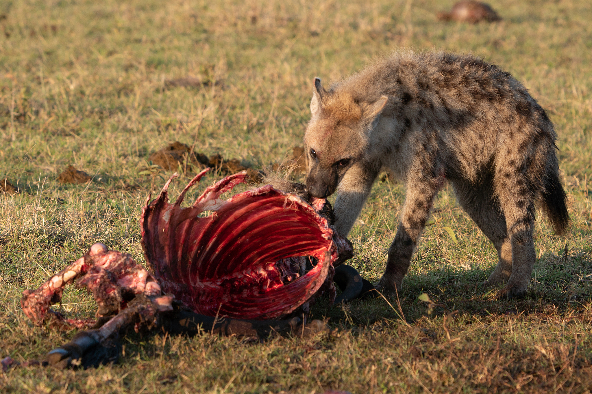 随着生态环境的发展我国对于野生动物保护工作提出了严格的要求为积极响应国家号召各级政府对区域生态和野生动 物保护的力度不断加强。精简到二十个字以内