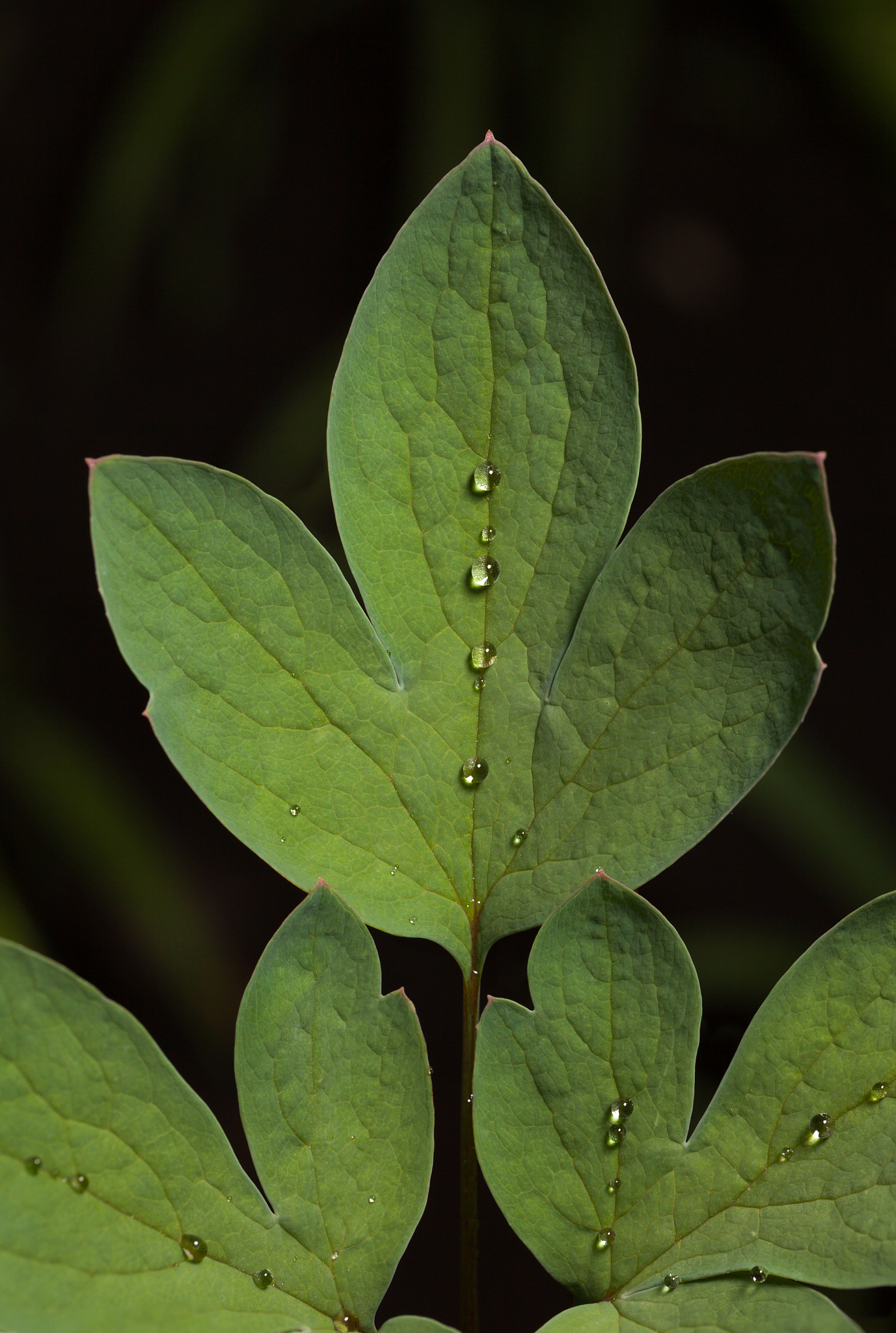 leaves after the rain