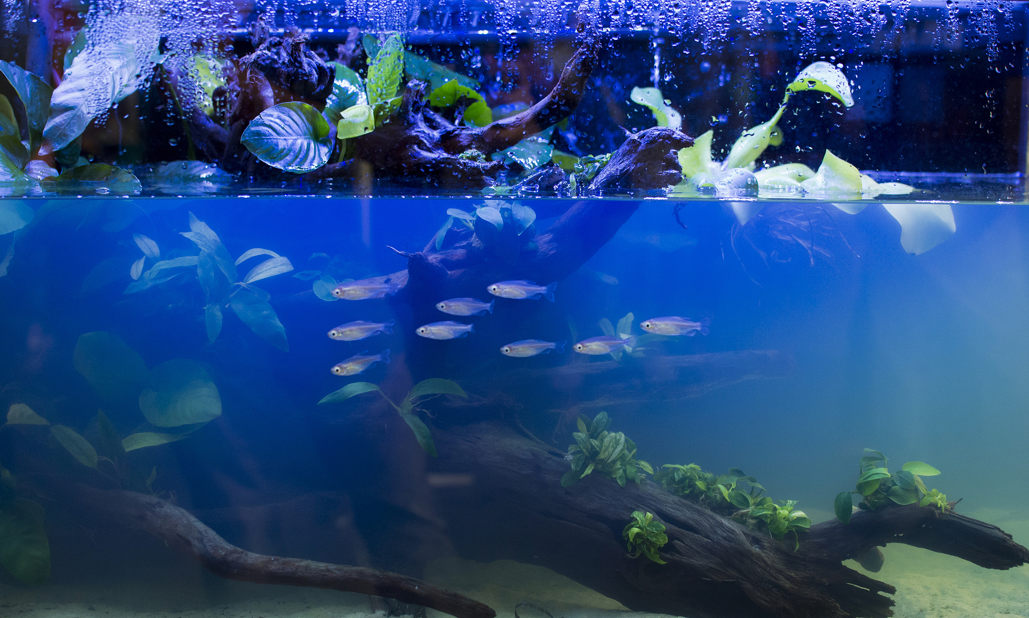 智能鱼缸中的水质对鱼儿的重要性