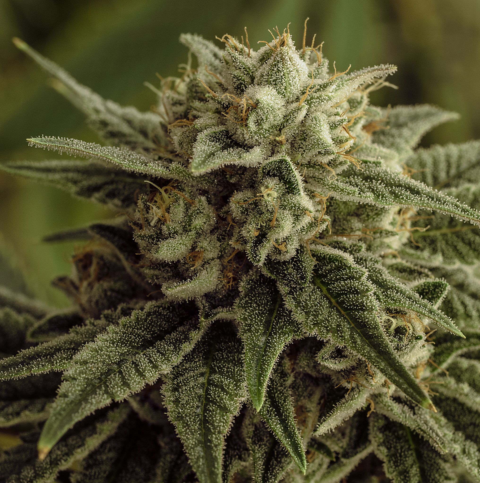 live cannabis macro bud shot