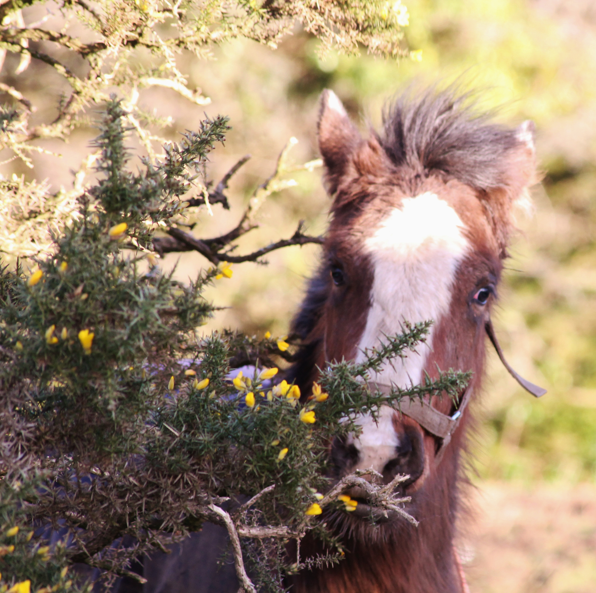 小心背后：爆笑恶搞手游，躲避陷阱，智胜恶作剧！
