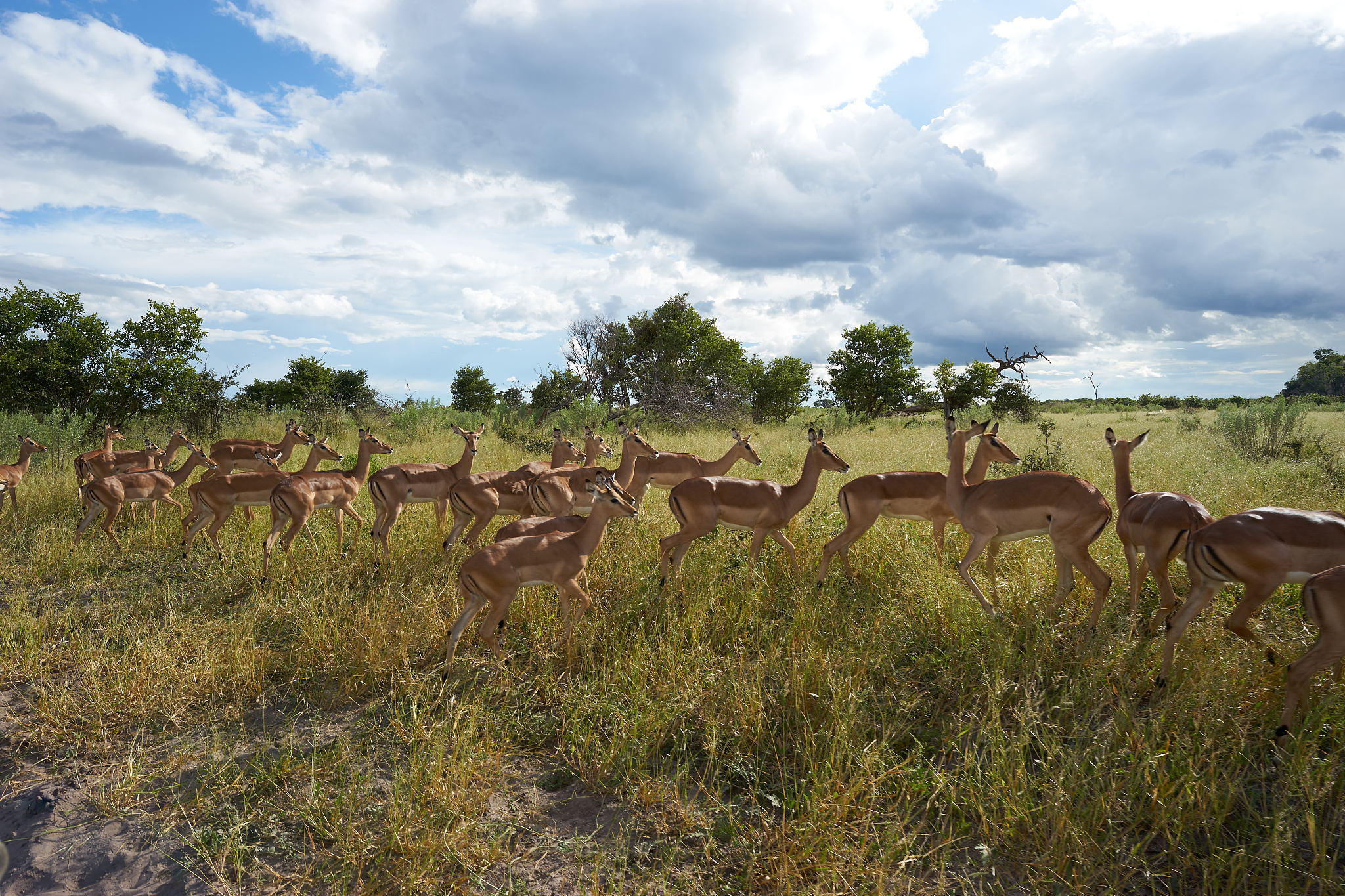 group of animals in safari