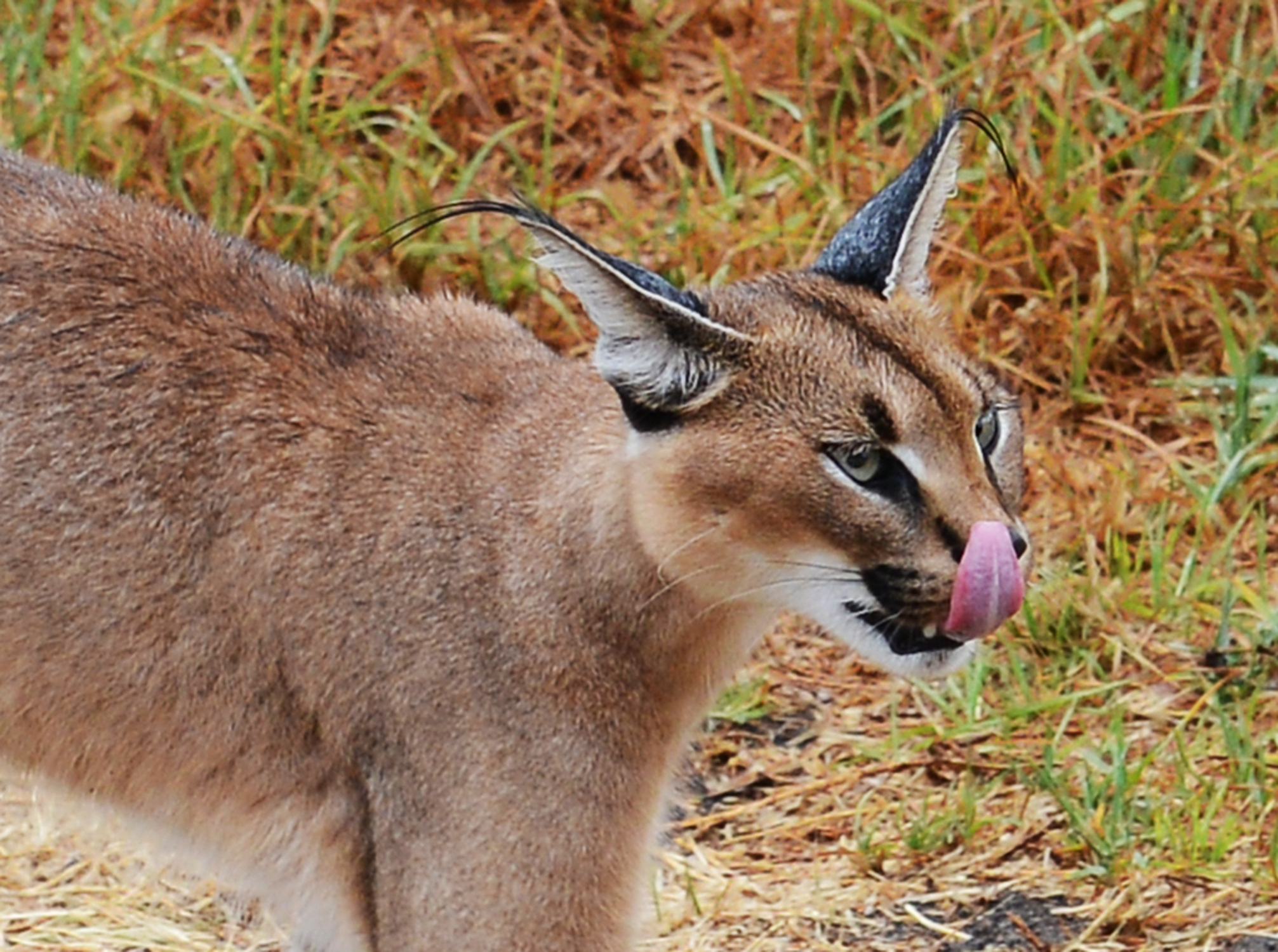 a wild caracal cat in south africa.