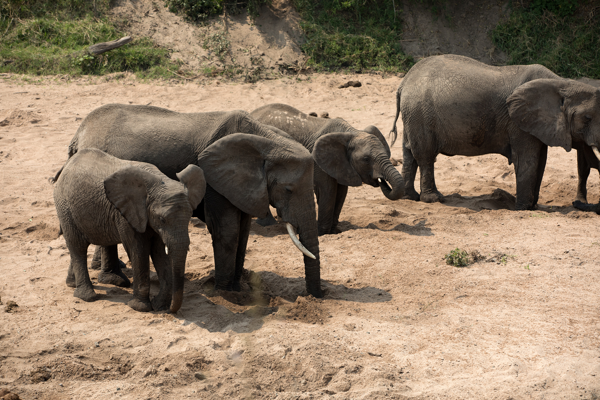 an elephant herd in tanzania