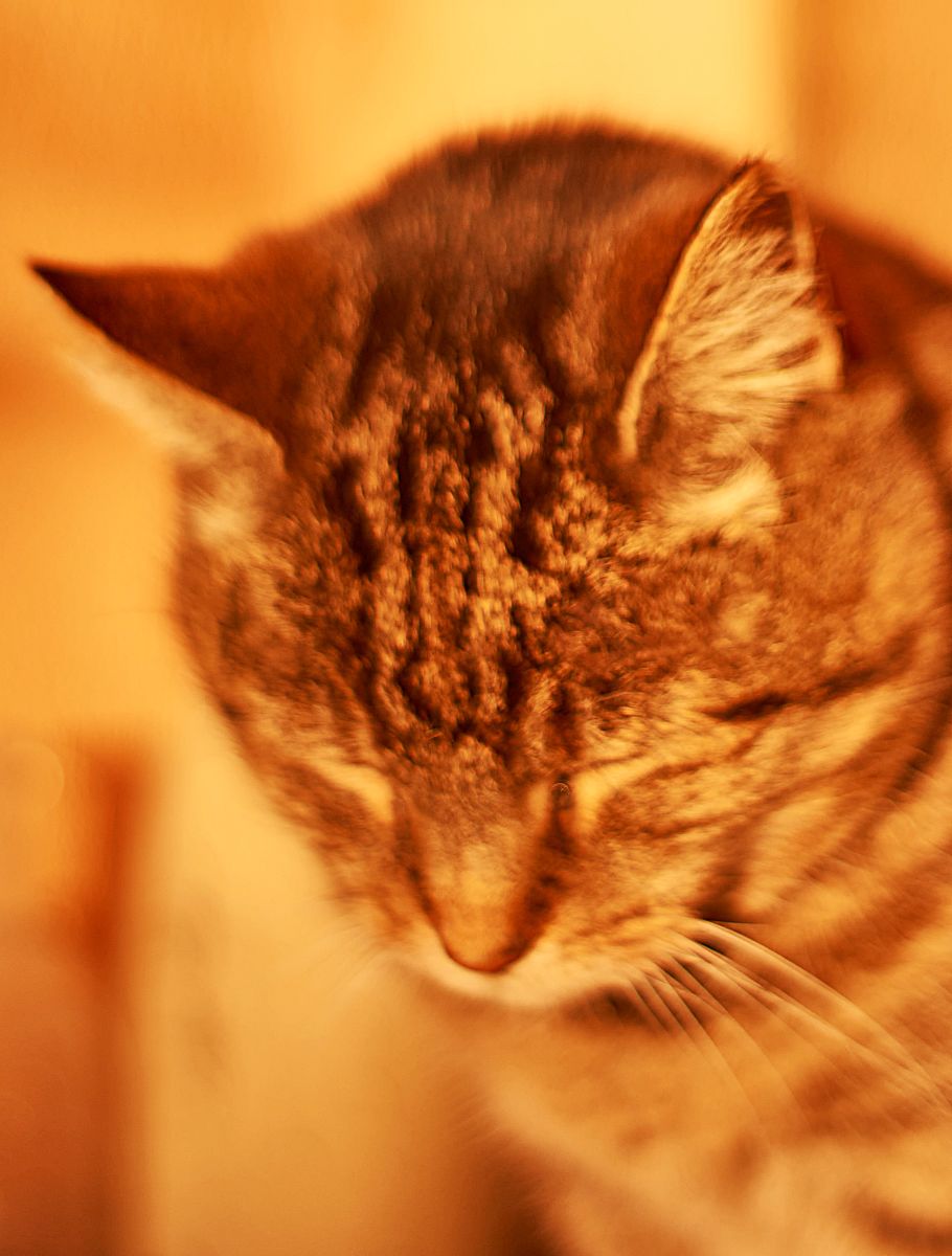 🙀猫咪放屁：是“无声的温柔”还是“生化武器”？真相来了！