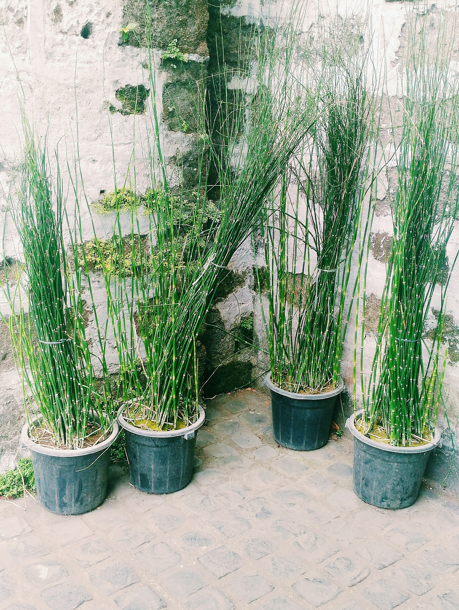 佛肚竹盆栽的养殖方法和注意事项400字