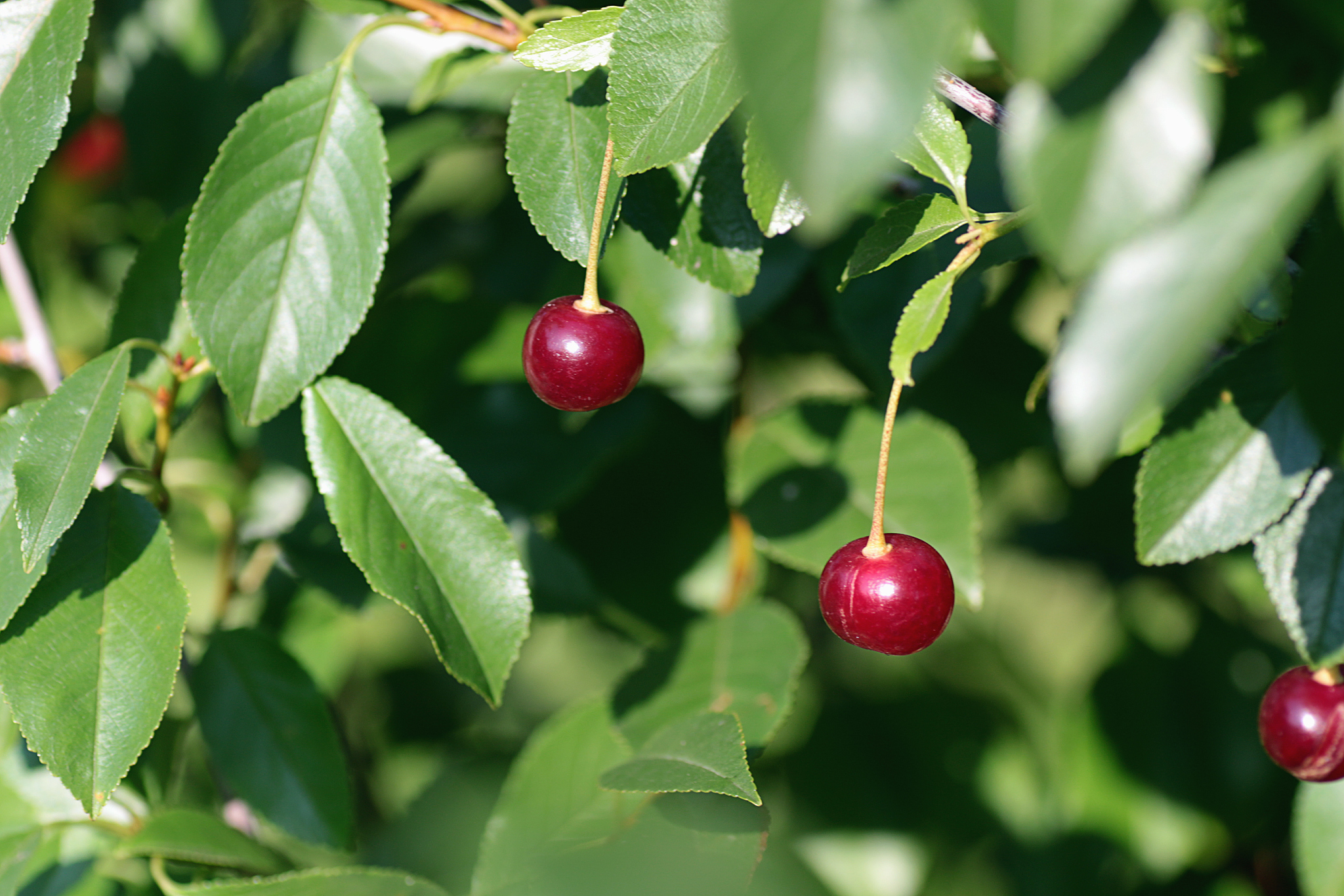 cherries on the tree