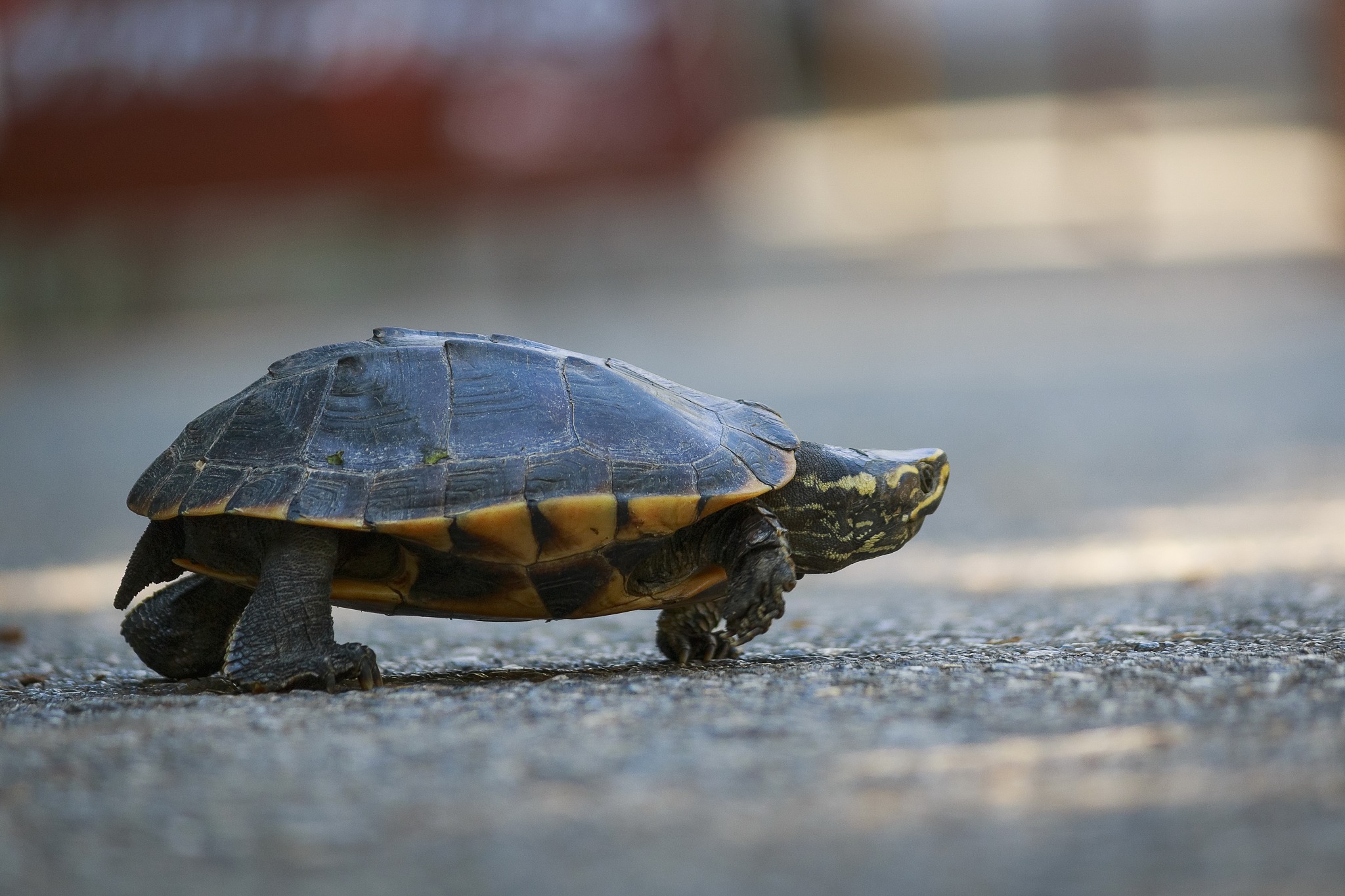the turtles are walking in the sunlit streets.