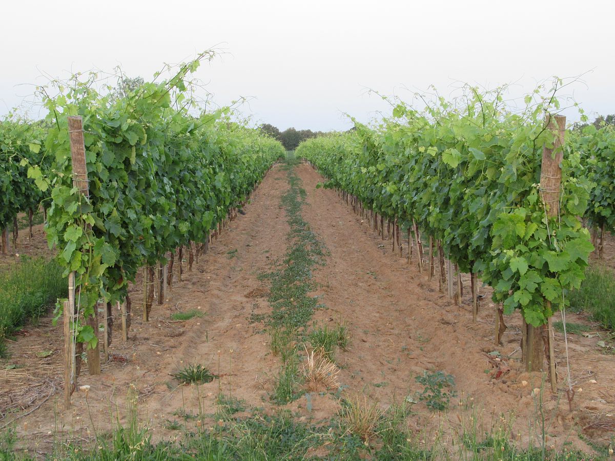 葡萄施肥技巧：基肥、追肥全攻略