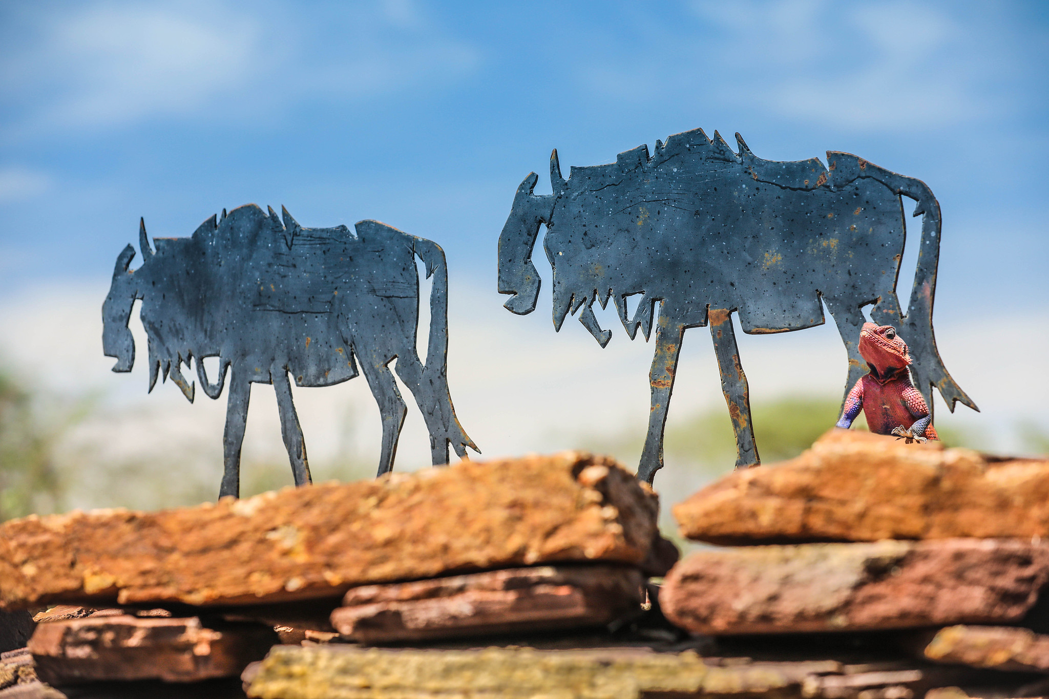 serengeti 8
