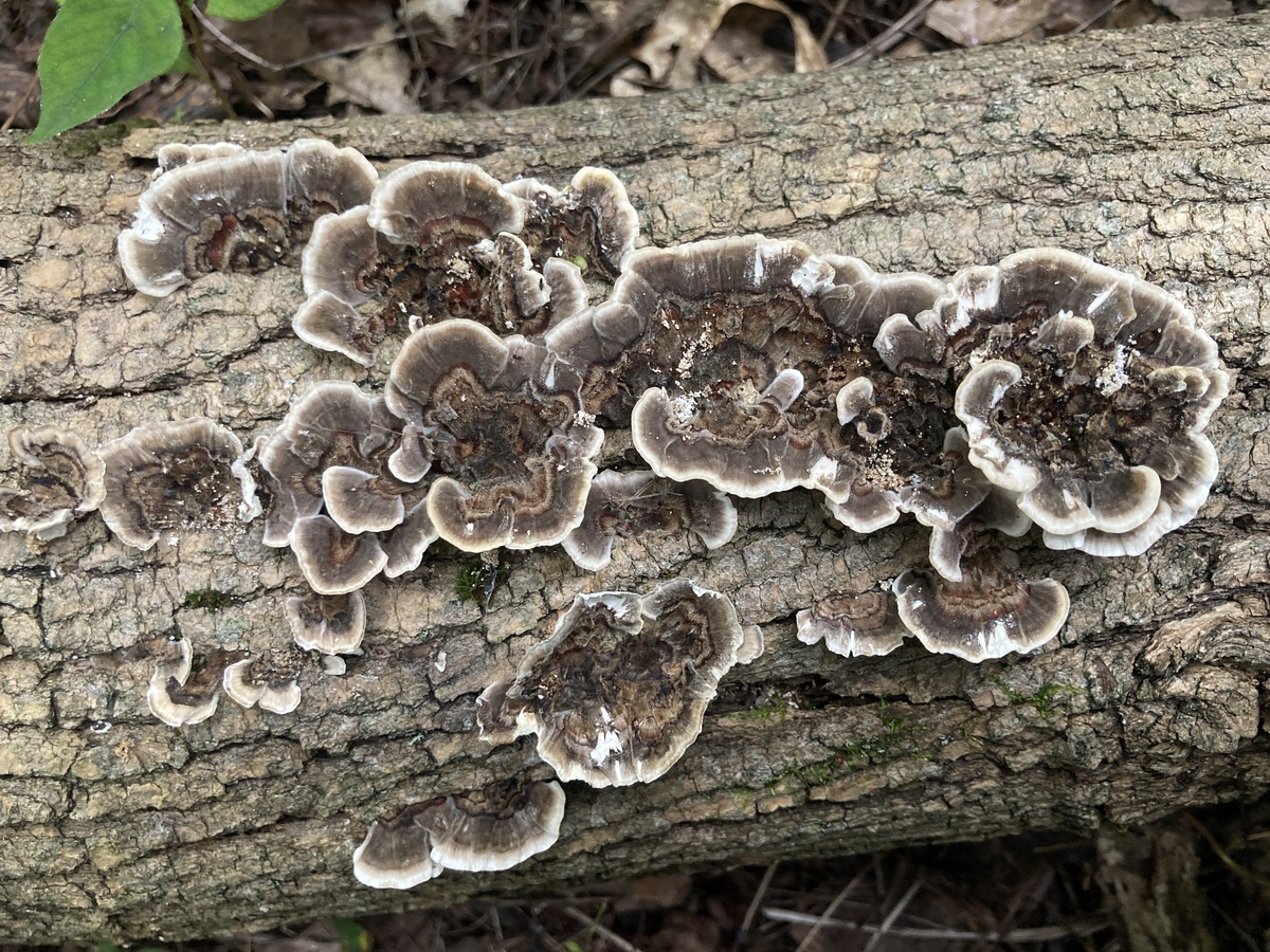 Shiitake Mushroom Chitin: A More Powerful Antibacterial Than Crab Shell Chitin