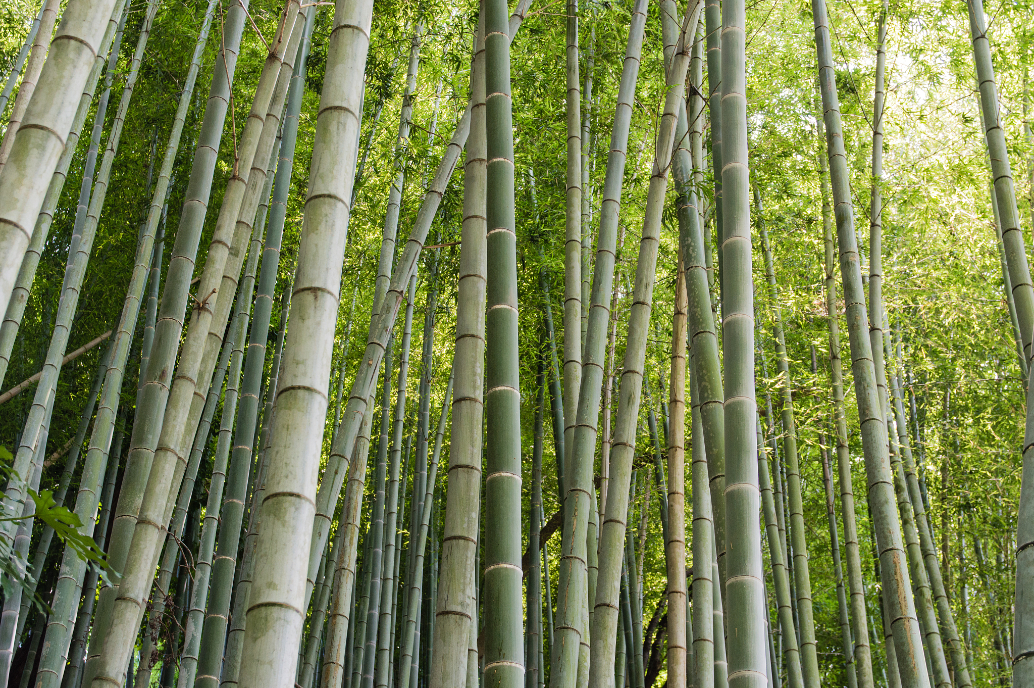 bamboo forest