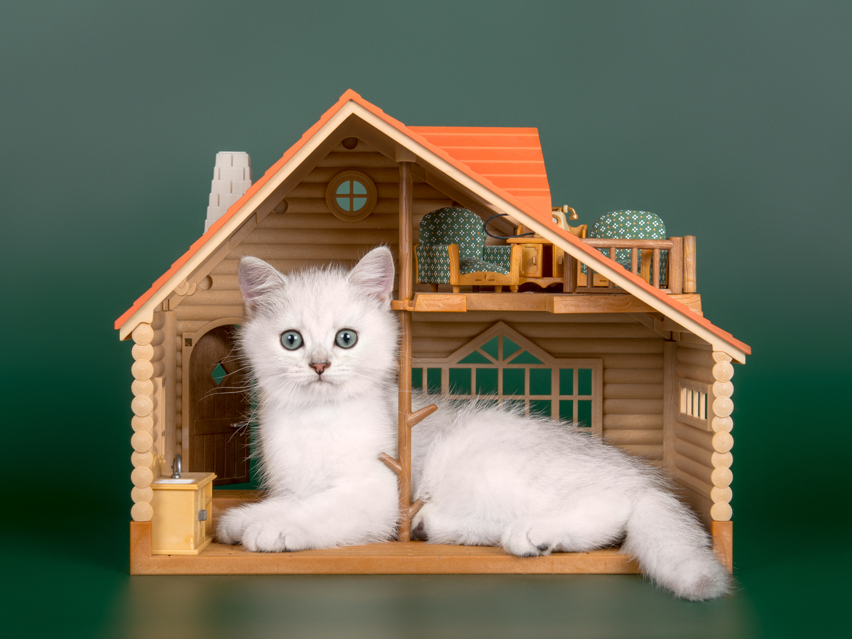 联想到房子和家的可爱小动物：狗狗、猫咪、兔子等