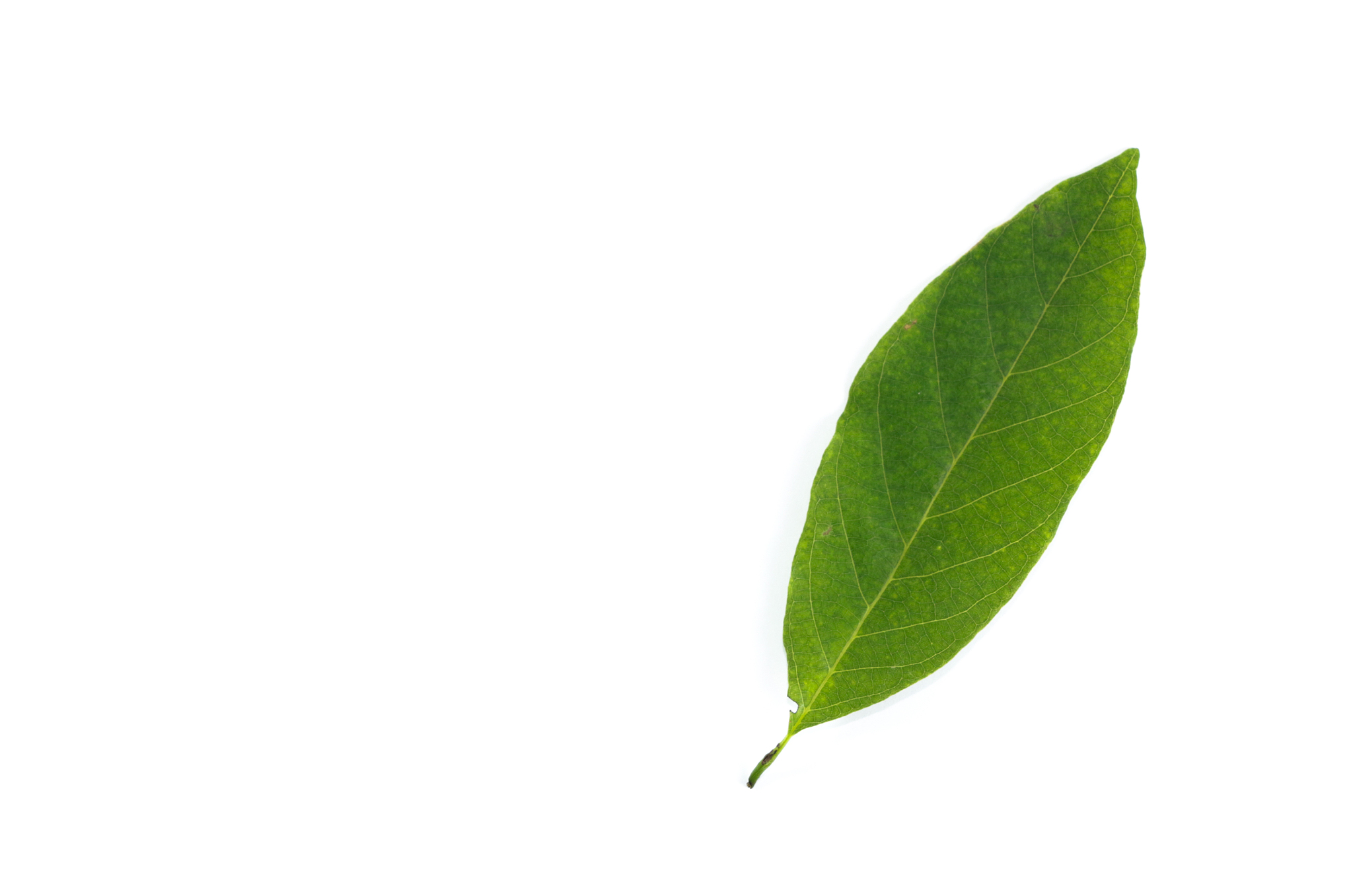 技术补充与团队合作：会议纪要