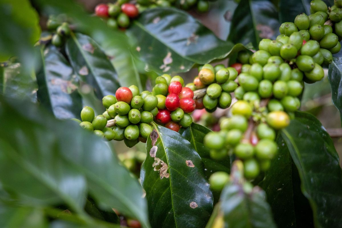 在全世界范围内花椒属植物约有250种主要分布于亚洲、美洲、非洲及大洋洲的热带和亚热带地区。把这句话换个表达方式
