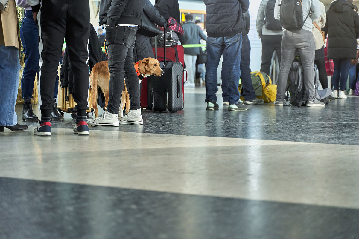 重庆市农业学校宠物养护与经营专业优势怎么样发展前景好不好呢