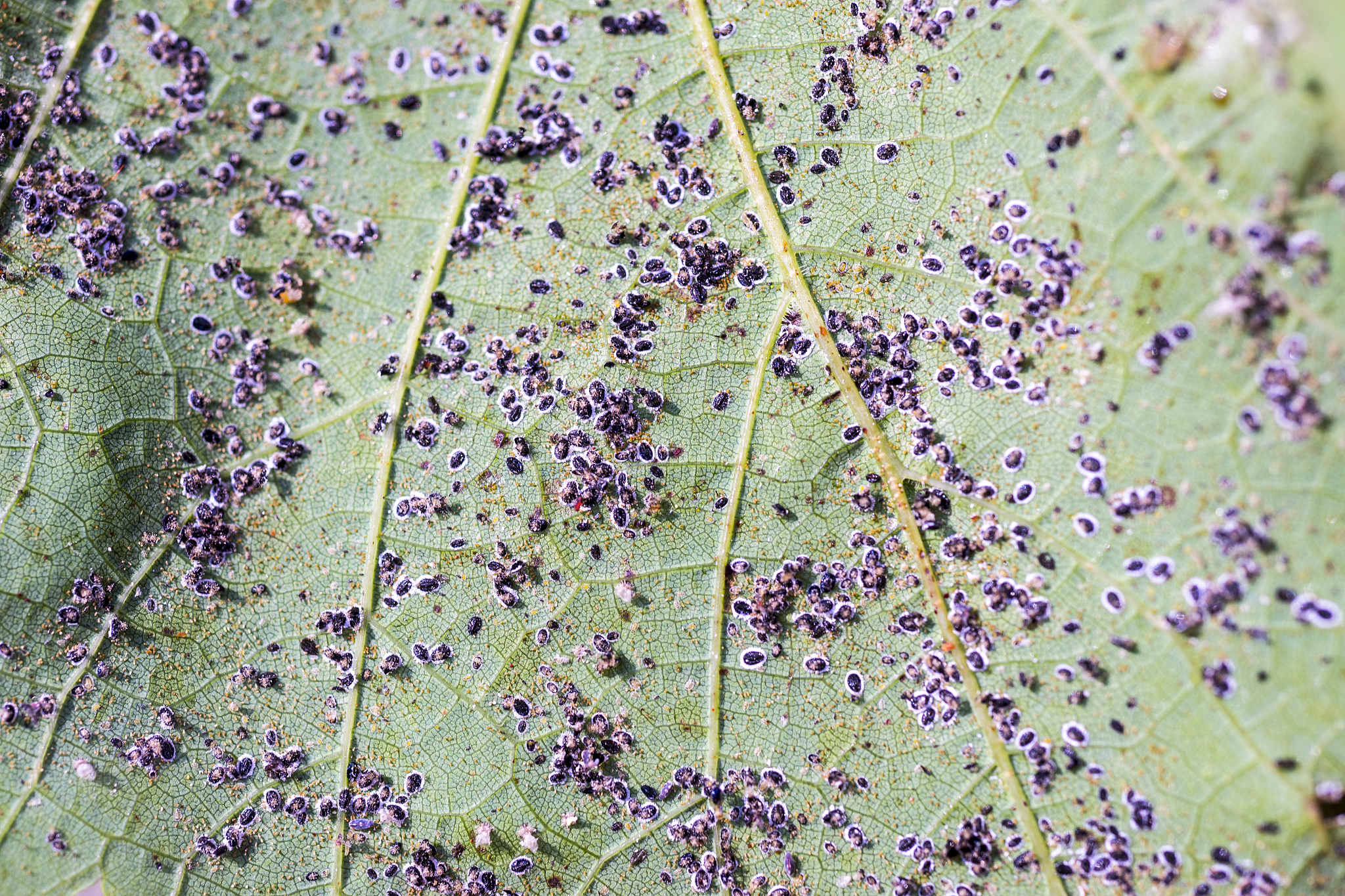 油菜菌核病：油菜与核盘菌分子互作机制研究